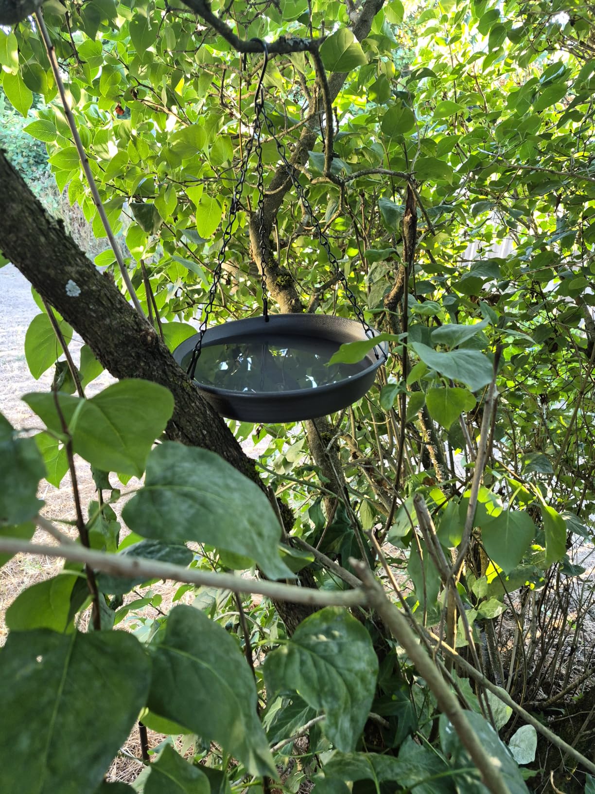 CARGEN Hanging Bird Bath Bowl - Window Bird Water Feeder Tray for Outdoors | Bird Bath for Outside, Garden Wildlife Feeding Plate for Patio Yard Decor, Gift for Bird Lovers, Backyard Bird Must Haves customer photo 2