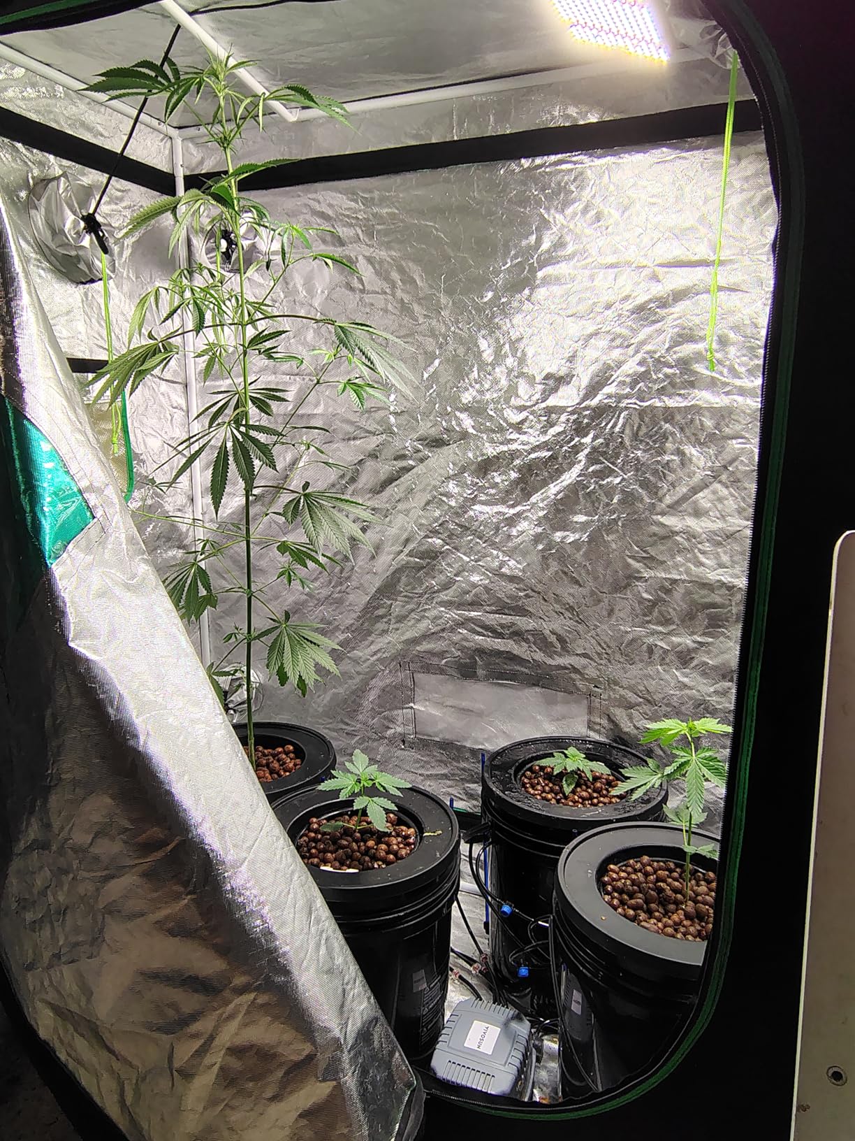 VIVOSUN DWC Hydroponics Grow System with Top Drip Kit, 5-Gallon Deep Water Culture, Recirculating Drip Garden System with Multi-Purpose Air Hose, Air Pump, and Air Stone (4 Buckets + Top Drip Kit) customer photo 2