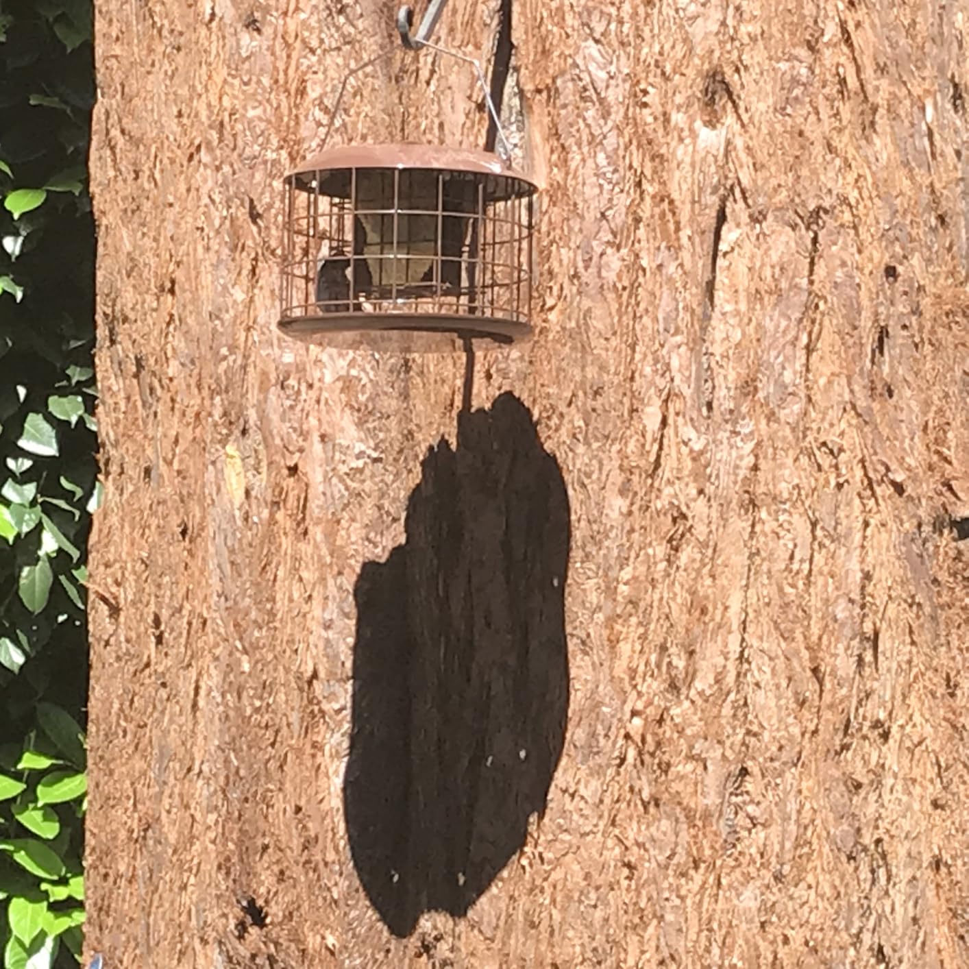 Kingsyard Squirrel Proof Suet Feeder, Cage Bird Feeders for Outdoors Hanging, All Metal, Double Suet Cake Capacity customer photo 1