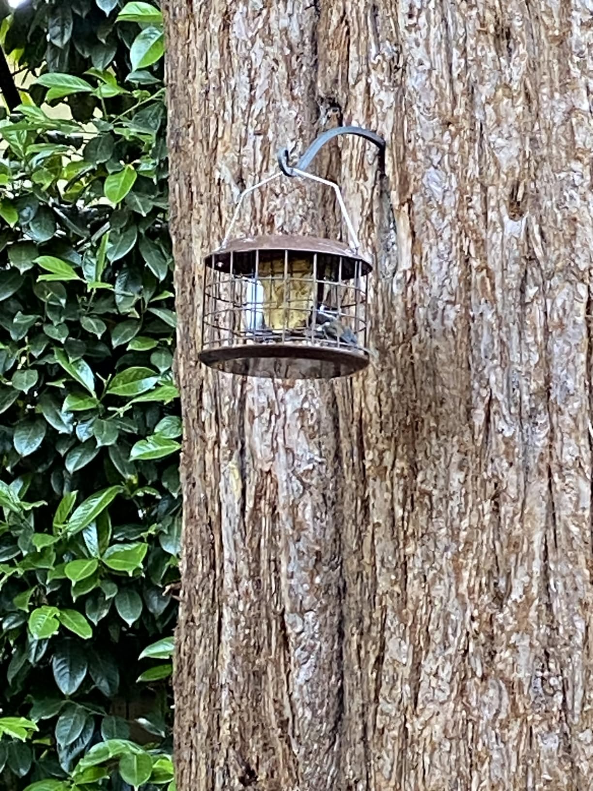 Kingsyard Squirrel Proof Suet Feeder, Cage Bird Feeders for Outdoors Hanging, All Metal, Double Suet Cake Capacity customer photo 2