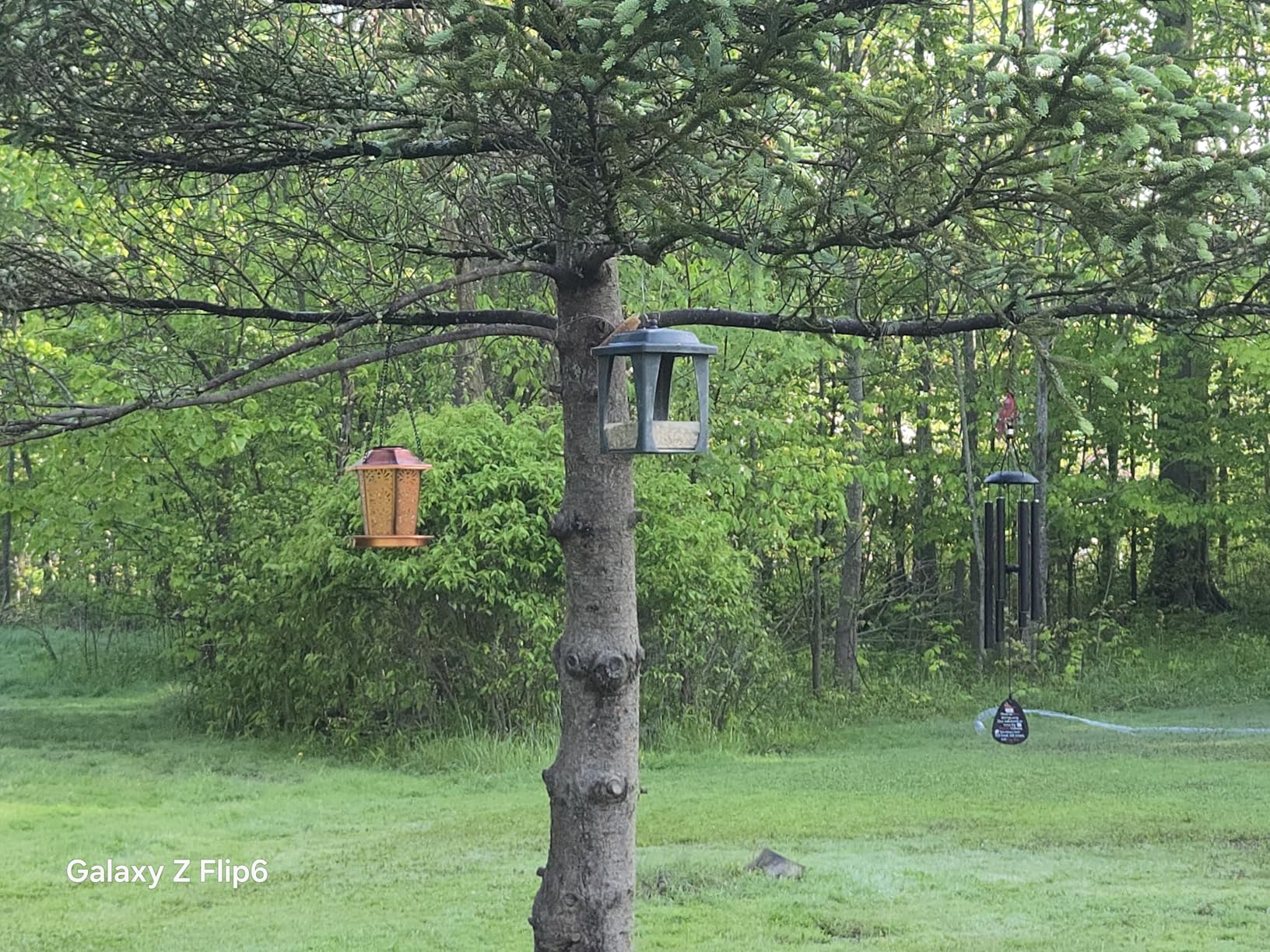 Solar Bird Feeders for Outdoors Hanging - Premium Grade Metal Bird Feeder, Chew-Proof, Weather and Water Resistant Wild Bird feeders, Outside and Garden Decoration customer photo 1