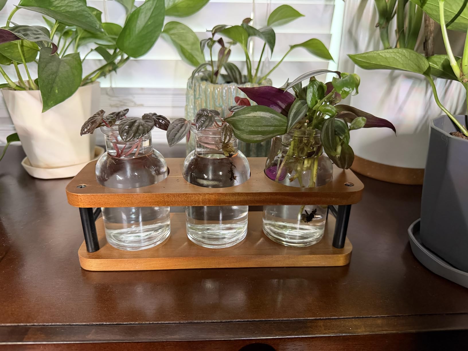 THYGIFTREE Plant Propagation Stations with Metal Stand, Tabletop Plant Terrarium for Propagating Hydroponic, Retro Glass Planter Flower Vase Home Kitchen Office Decor Gifts, 5 Jars customer photo 1