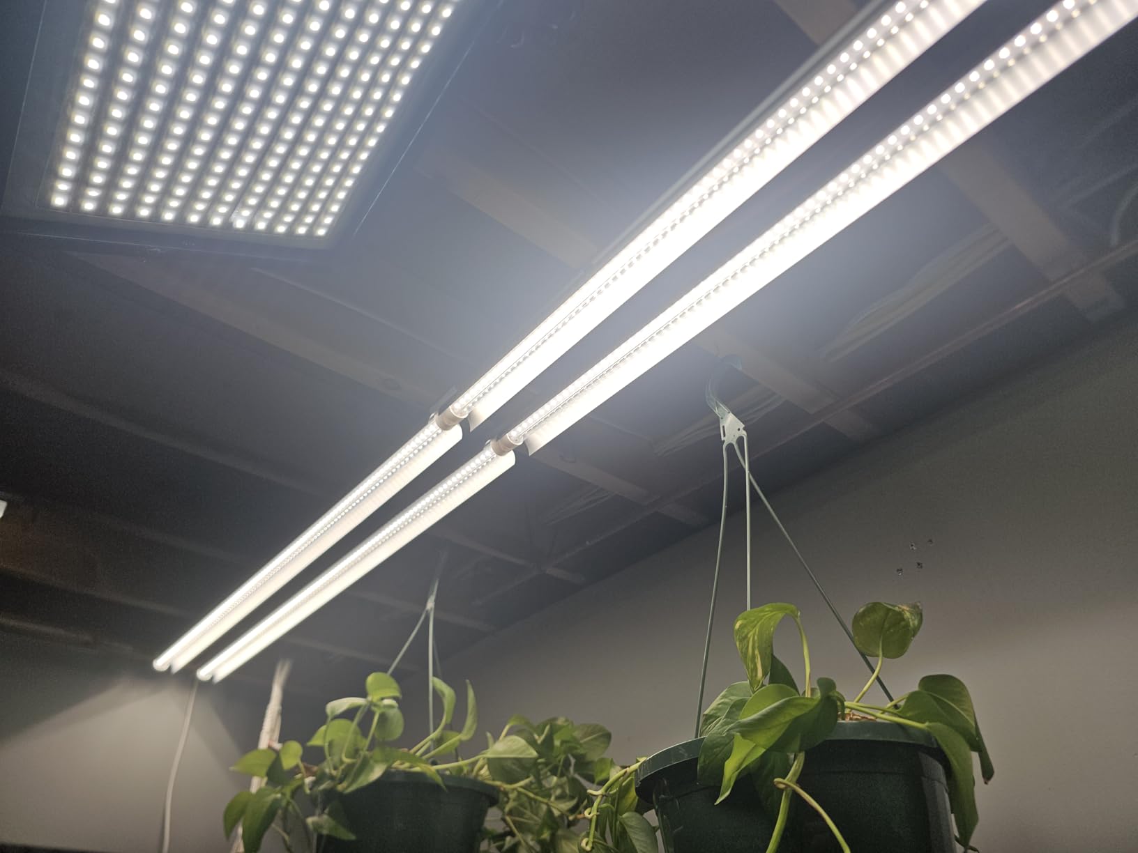 Barrina Plant Grow Lights, 4FT 5000K Full Spectrum Daylight White, 252W(6 x 42W, 1400W Equivalent), T8 LED Grow Light Strips, Growing Lamp Fixture, Plant Lights for Indoor Plants, Greenhouse, 6-Pack customer photo 2