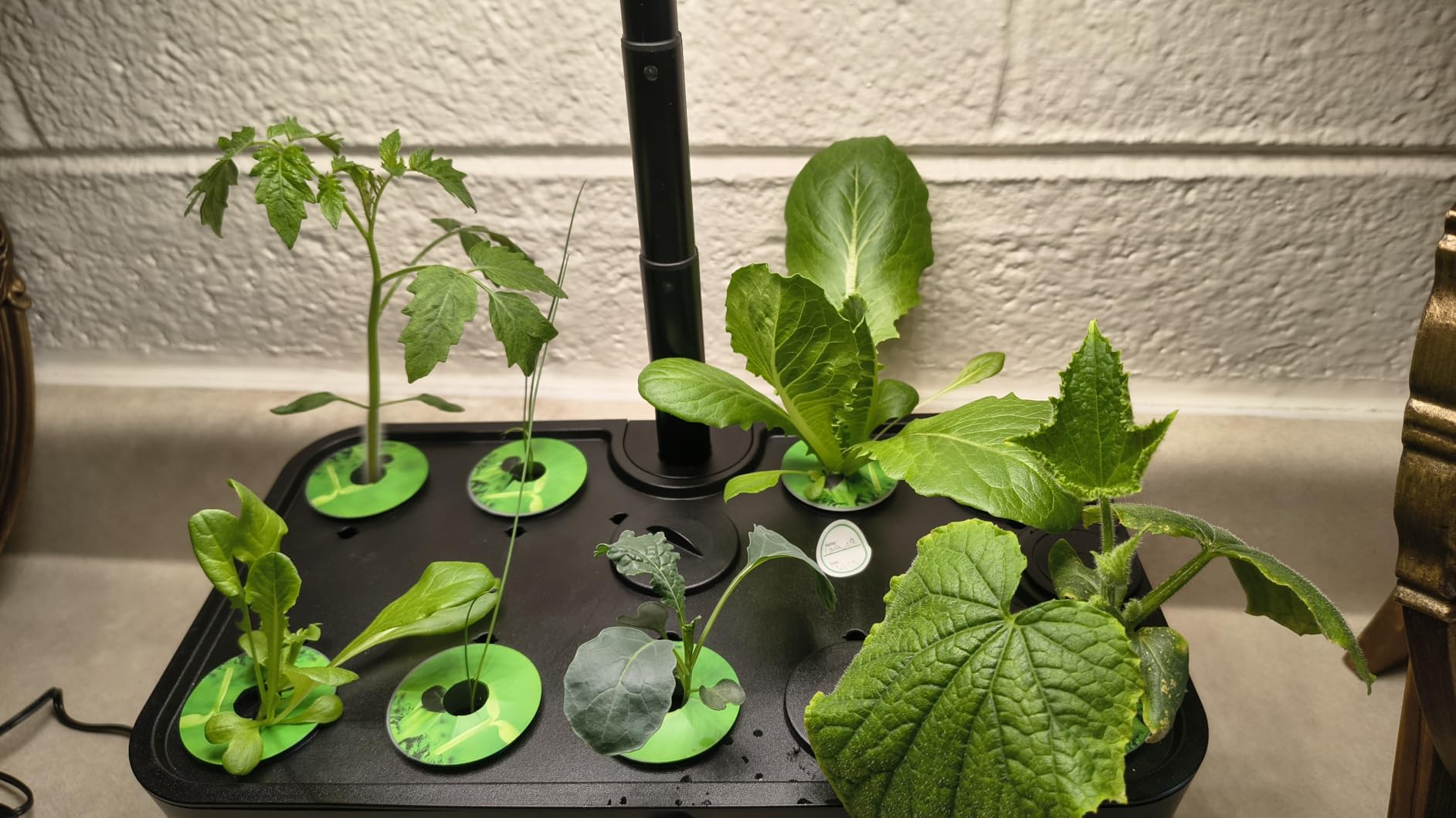 Ahopegarden Indoor Garden Hydroponics Growing System: 10 Pods Plant Germination Kit Herb Vegetable Growth Lamp Countertop with LED Grow Light customer photo 2