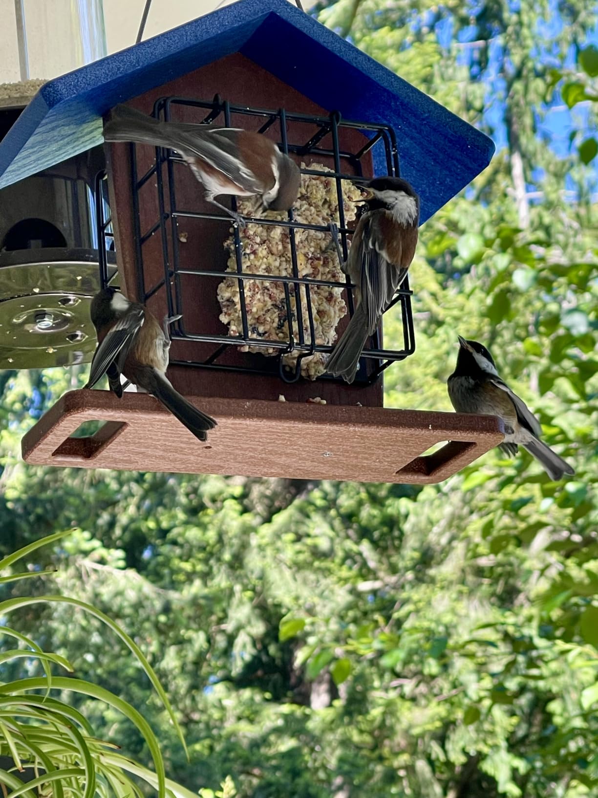 Kingsyard Double Suet Bird Feeder with Perch | Recycled Poly Lumber, Rainproof Roof customer photo 1