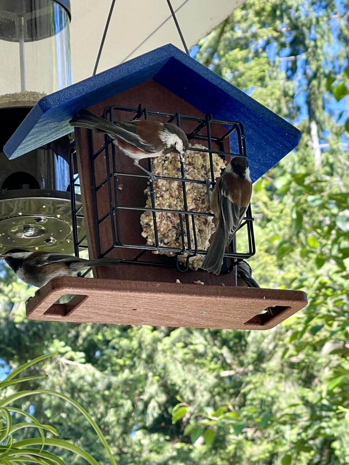 Kingsyard Double Suet Bird Feeder with Perch | Recycled Poly Lumber, Rainproof Roof customer photo 2