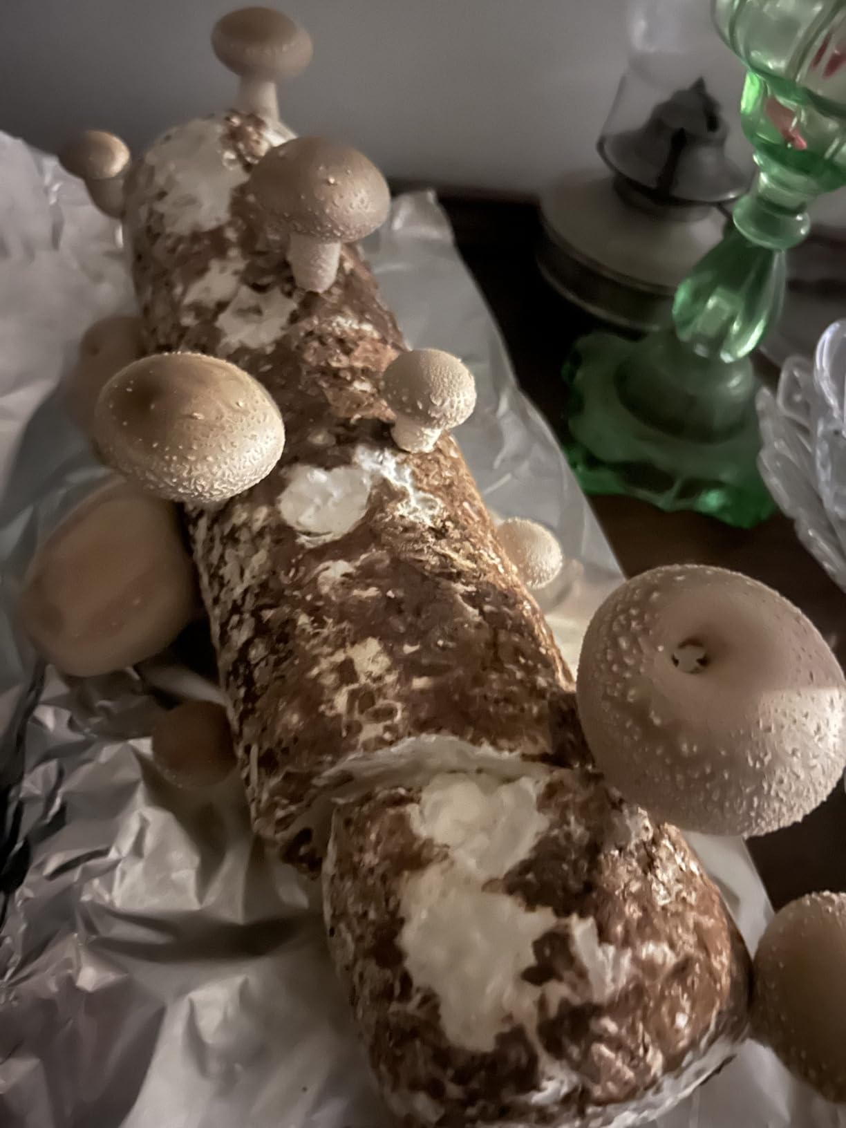 Back to the Roots Organic Shiitake Mushroom Kit; Great Gift; Easy for Beginners, For Indoor Growing customer photo 1