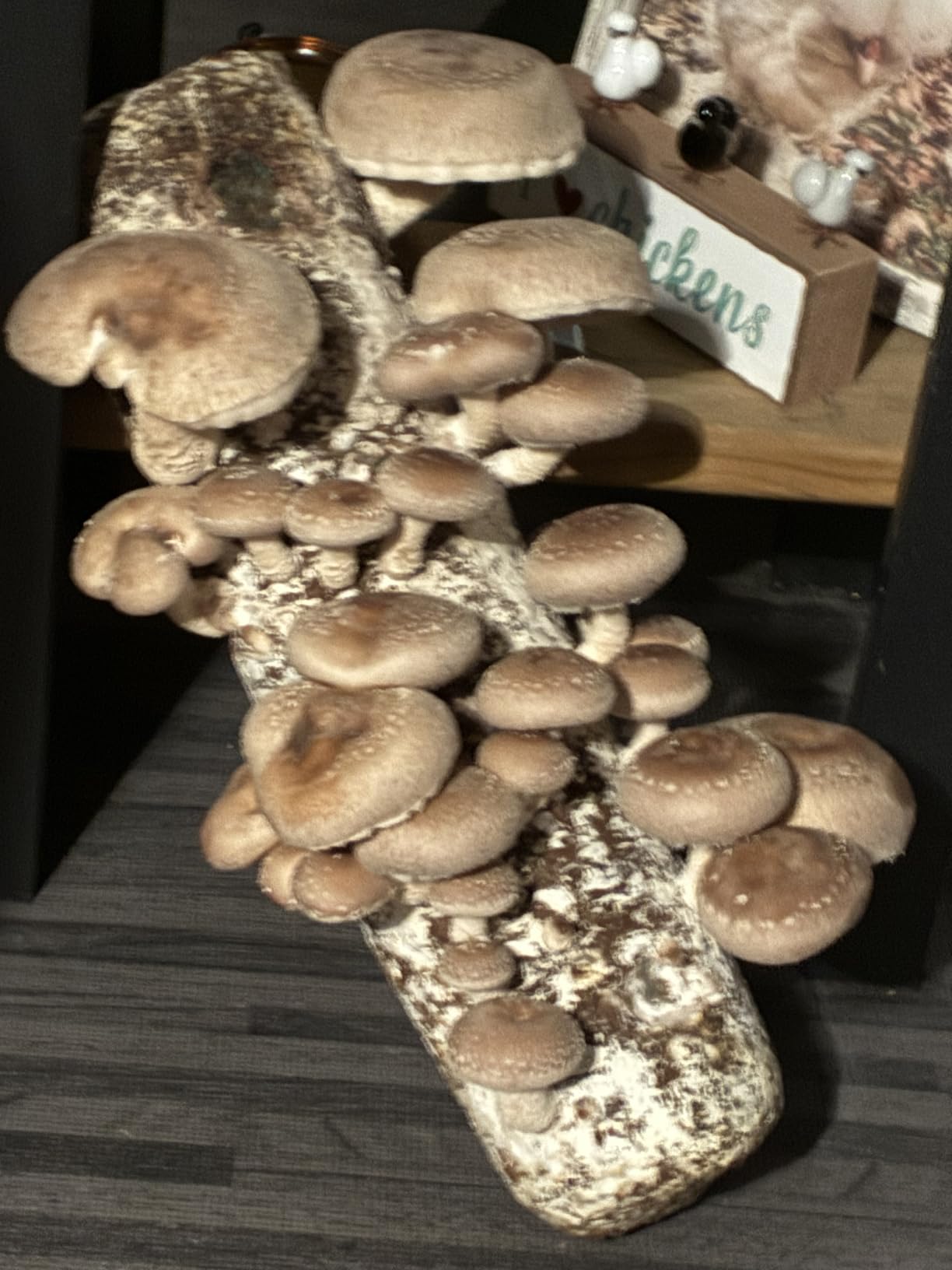 Back to the Roots Organic Shiitake Mushroom Kit; Great Gift; Easy for Beginners, For Indoor Growing customer photo 2