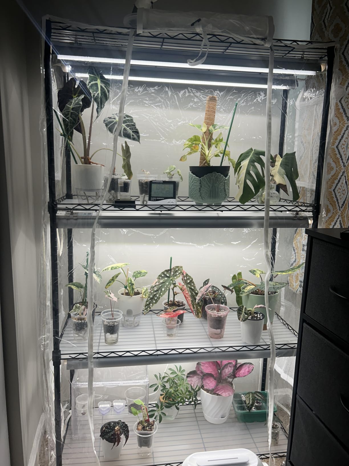 Barrina CX5Z Indoor Greenhouse with Grow Light, 6PCS 30W per Light Full Spectrum T8 Plant Lights, 4-Tier Portable Metal Plant Stand Tent and Thermometer for Seed Starting, 35.4x13.8x59IN customer photo 1
