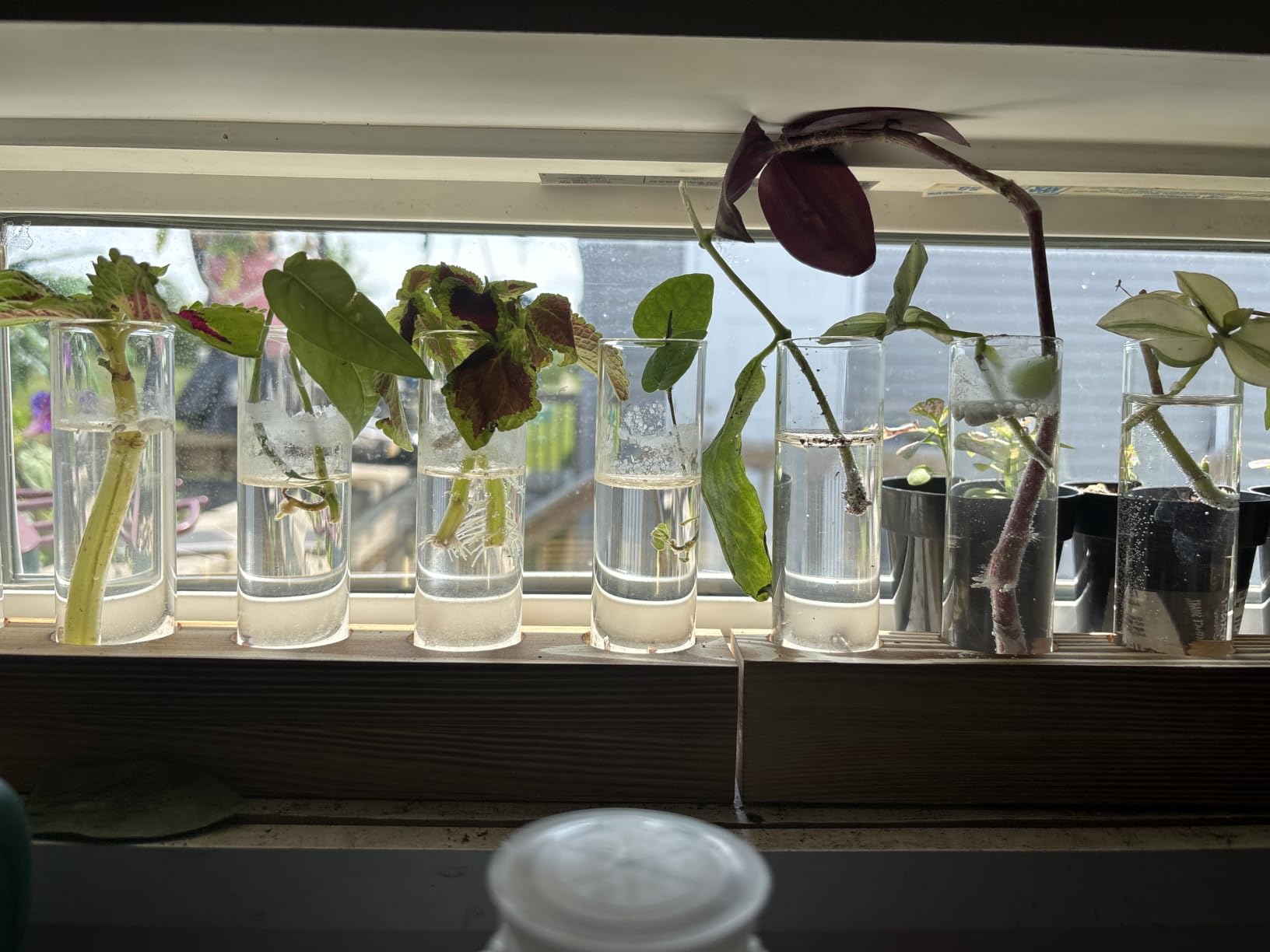 Renmxj Plant Propagation Station, Plant Terrarium with Wooden Stand | Plants Pots for Hydroponics, Small Birthday Gardening Gifts for Women Mom Plants Lovers Unique - 5 Glass Test Tubes Vases customer photo 1