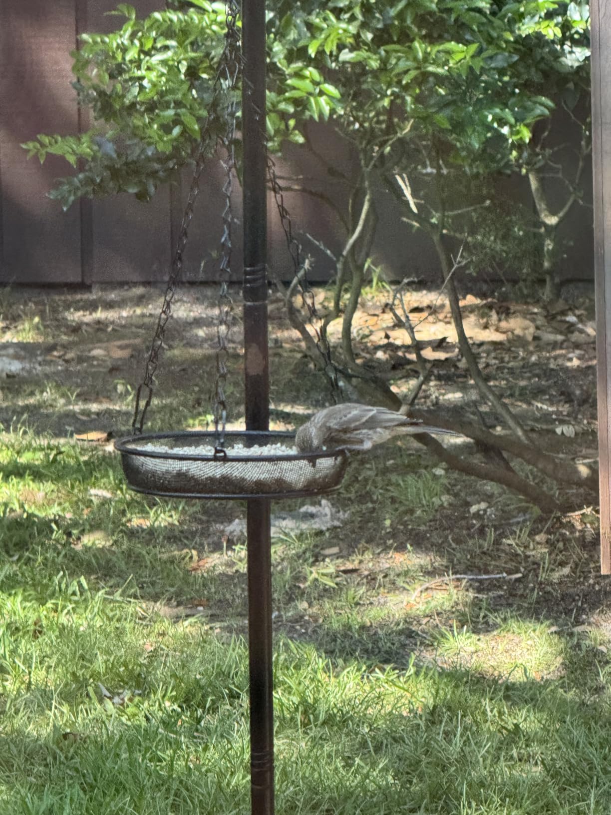Bird Feeder, Hanging Bird Feeders for Outdoors Metal Mesh Birdfeeder Tray | Original Bird Feeder Tray, Bird Feeder for Outside Hanging Metal Mesh Platform customer photo 2