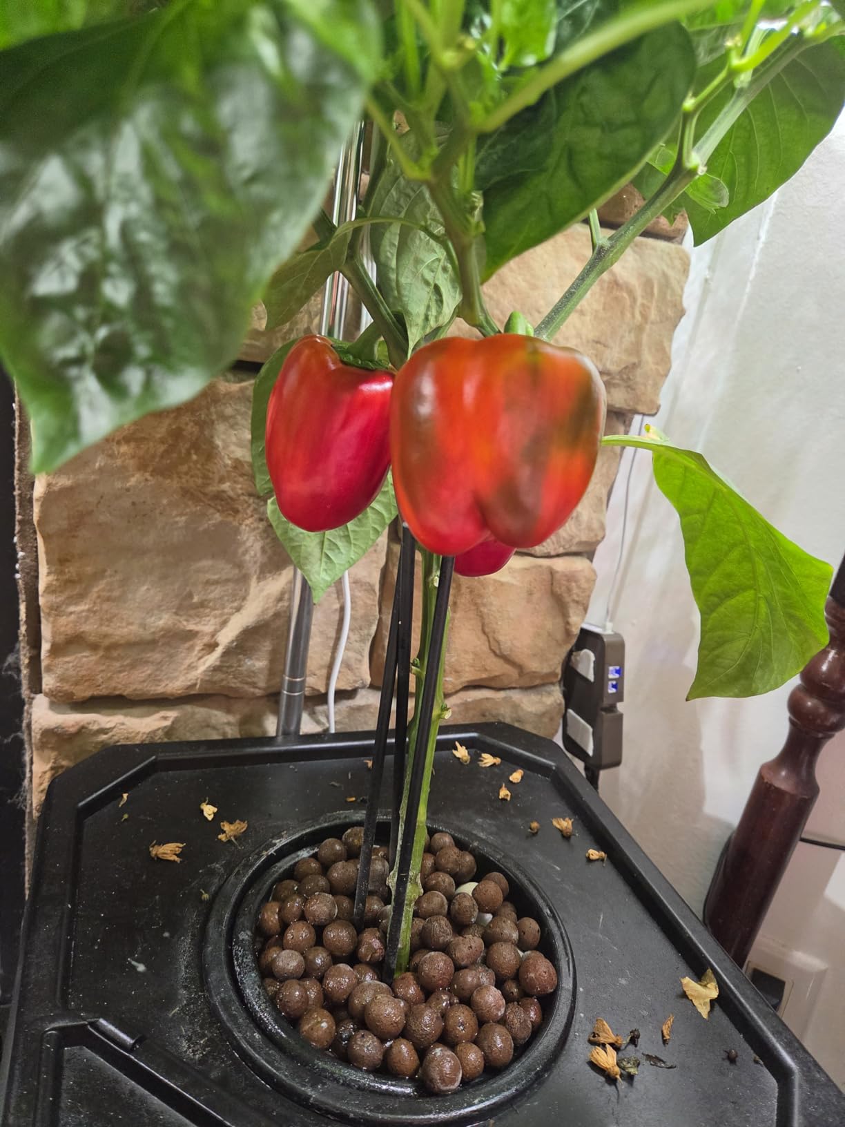 VIVOSUN Liquid Nutrients Base A & B Bundle, Grow Big Hydroponic Fertilizer, Supports Vegetative and Flowering Stages for Outdoor, Indoor Plants, Best Plant Food, Set of Quarts customer photo 2