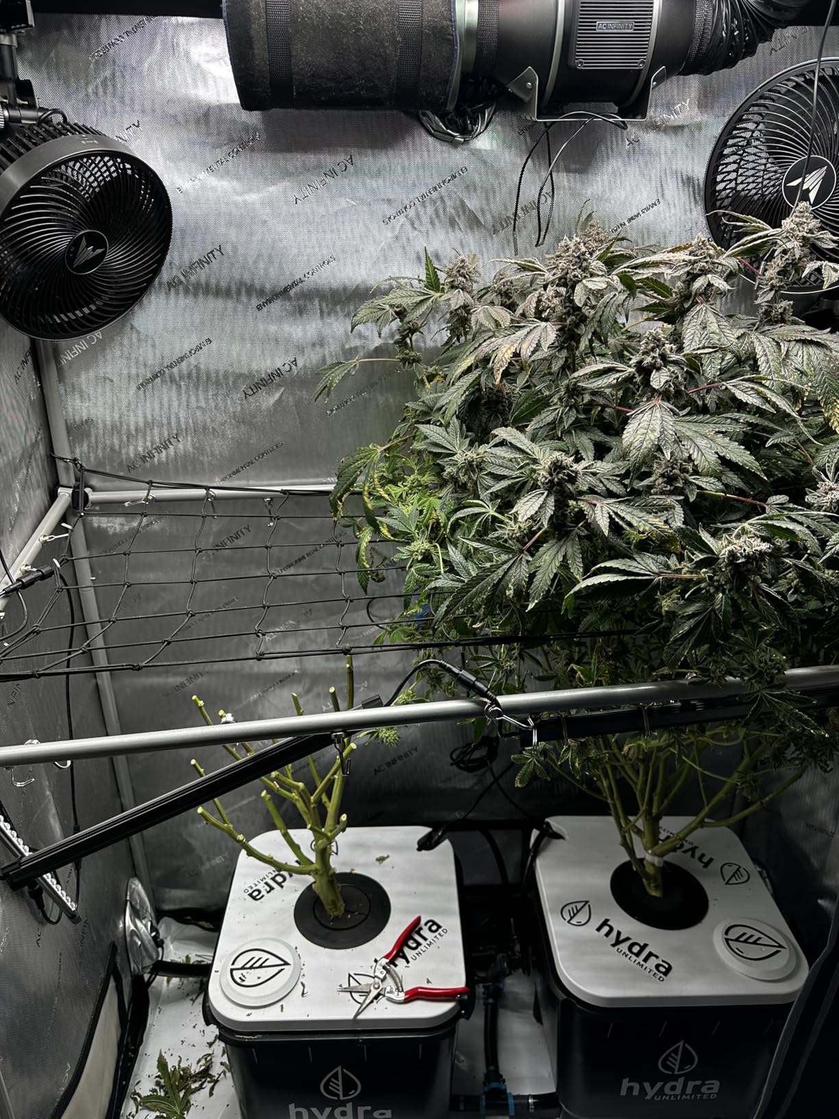 Hydramax Home Deep Water Culture Hydroponic System with Pump and air circulators for Indoor Growing of Vegetables, Fruits, and Medicinal Herbs (2-Bucket) customer photo 1
