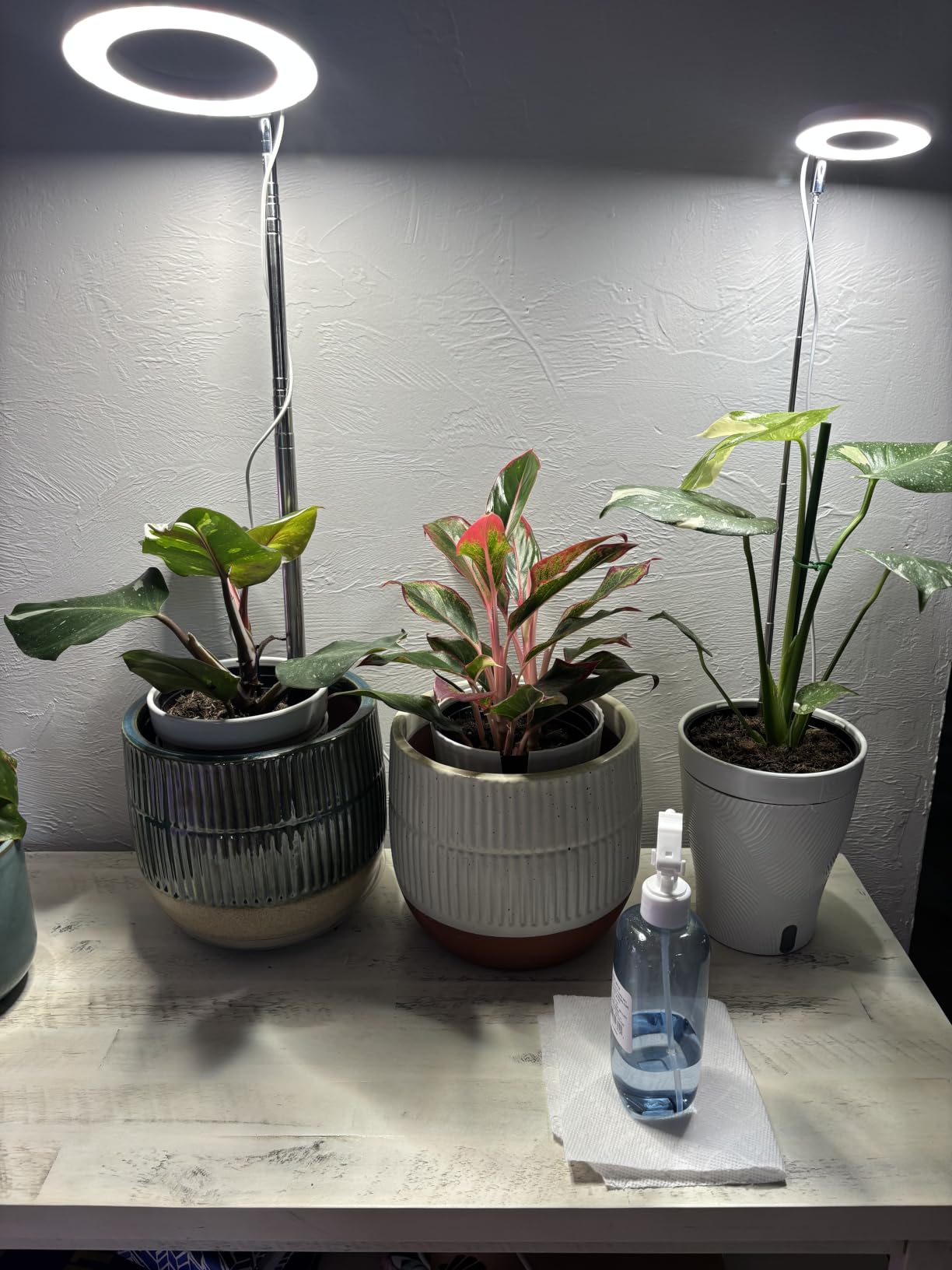 Aokrean Plant Grow Light, 48 LEDs Full Spectrum Grow Lights for Indoor Plants, Height Adjustable Small Halo Grow Light with Base, 3 Optional Spectrums, Auto Timer 3/9/12Hrs, 10 Brightness, 3 Pack customer photo 2