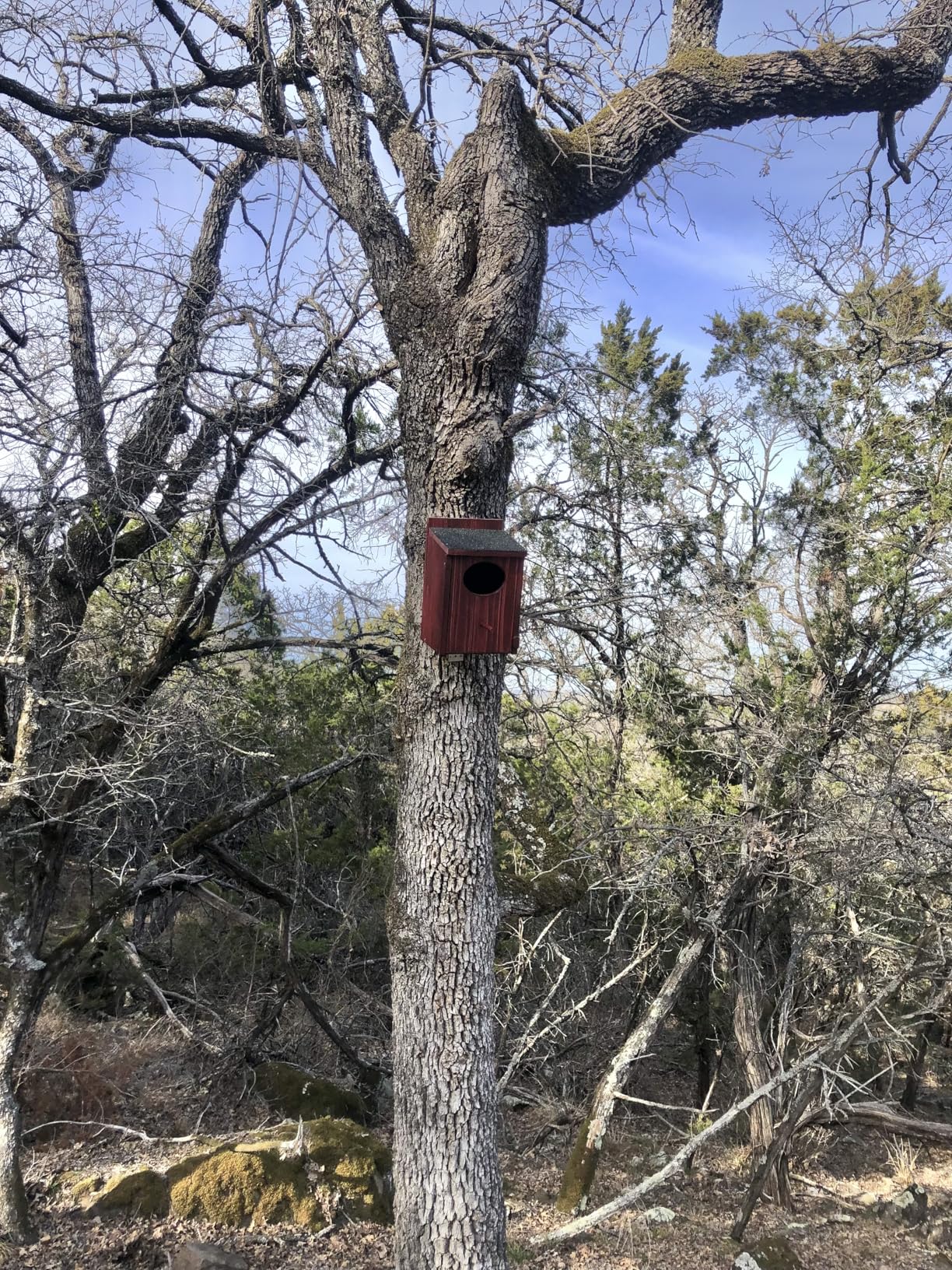 Owl Houses for Outdoors, Prebuilt Outdoor Nesting Box for Owls, Waterproof | Easy-clean access with asphalt roof, screws and wood shavings included, Ideal for Owls, Wildlife, Garden Decoration customer photo 1