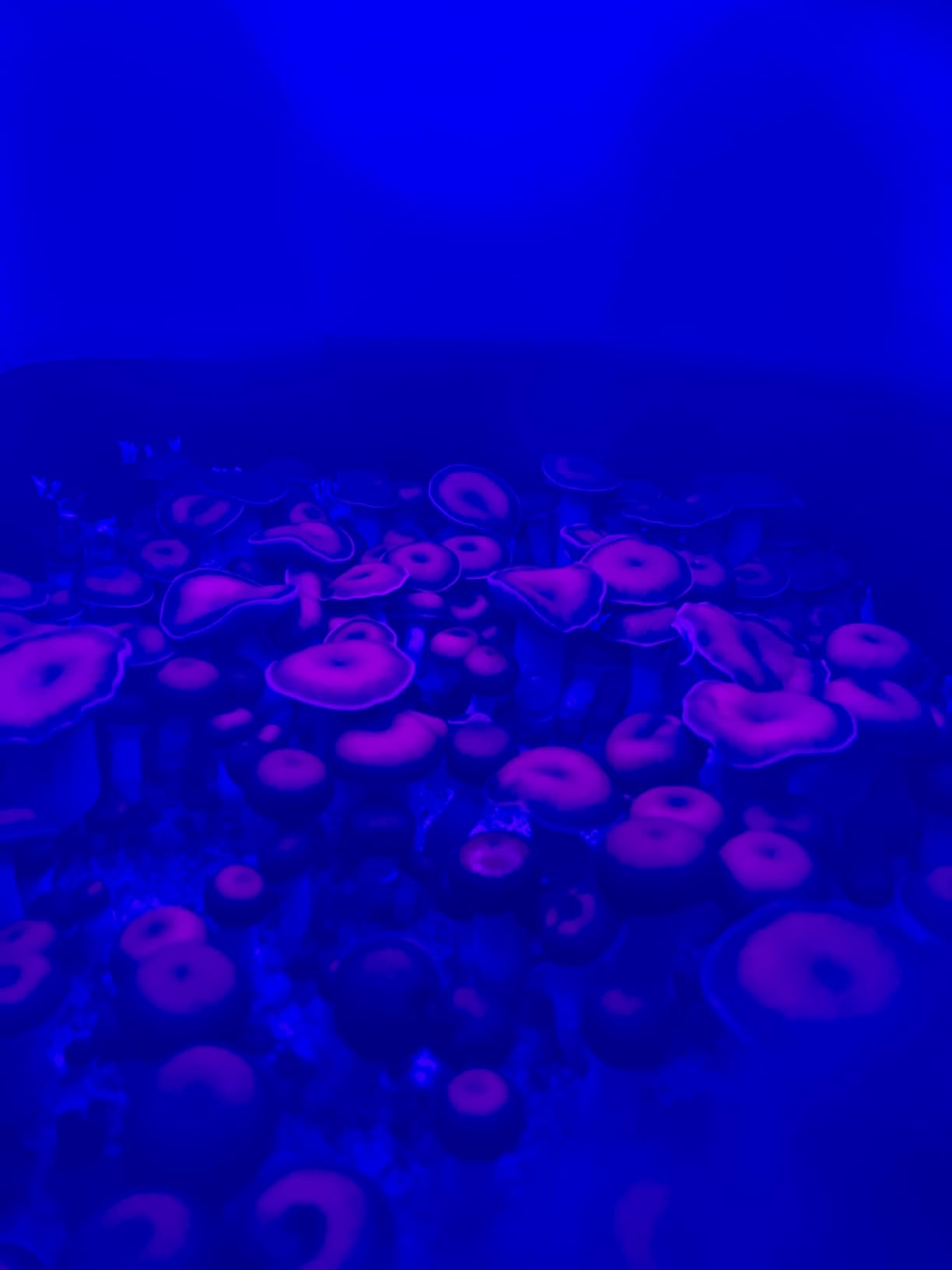 Myco Labs Mushroom Monotub Grow Kit | Complete Mushroom Grow Kit | for Dung-Loving Mushrooms | Just add Spores customer photo 1