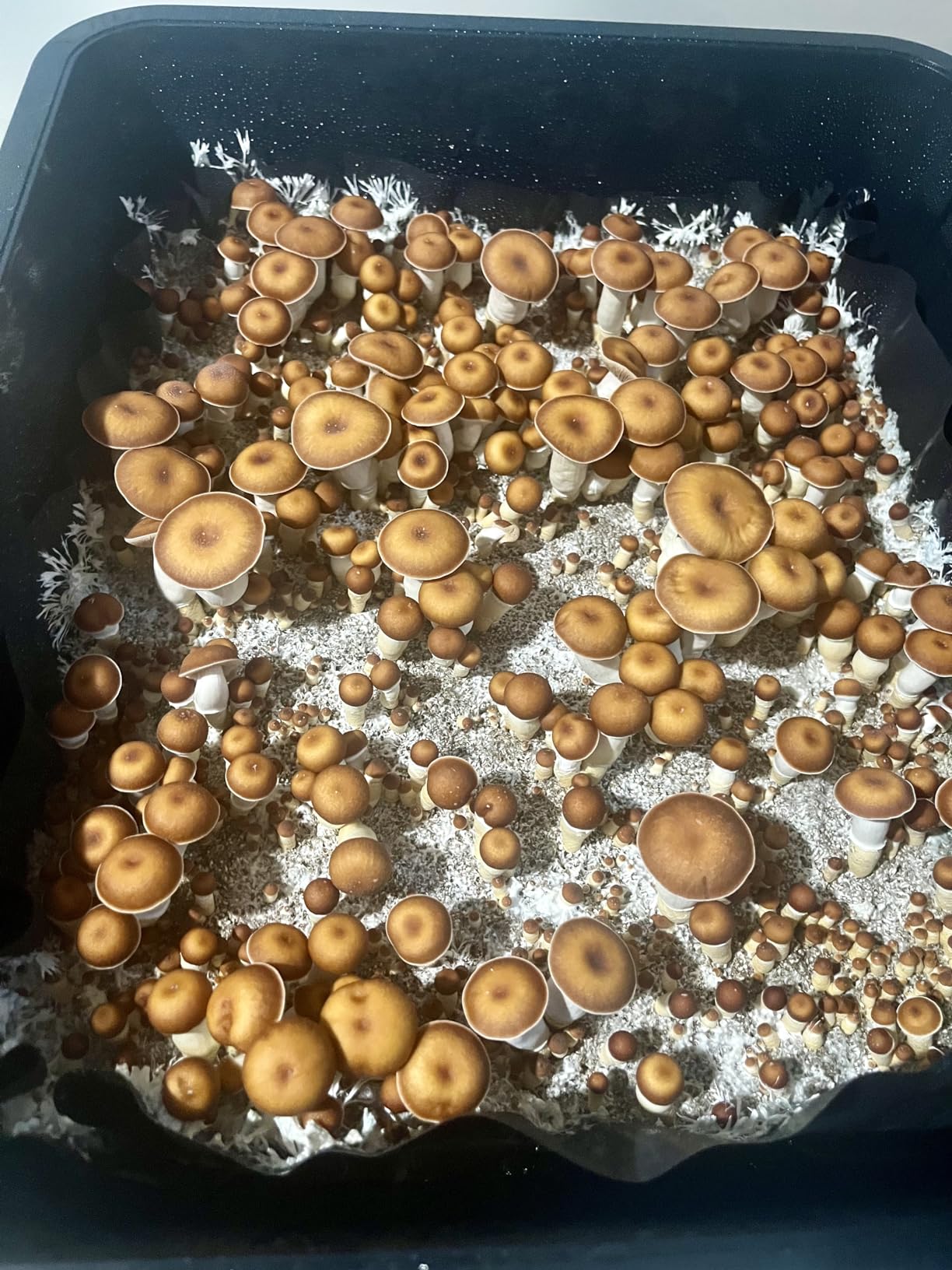 Myco Labs Mushroom Monotub Grow Kit | Complete Mushroom Grow Kit | for Dung-Loving Mushrooms | Just add Spores customer photo 2