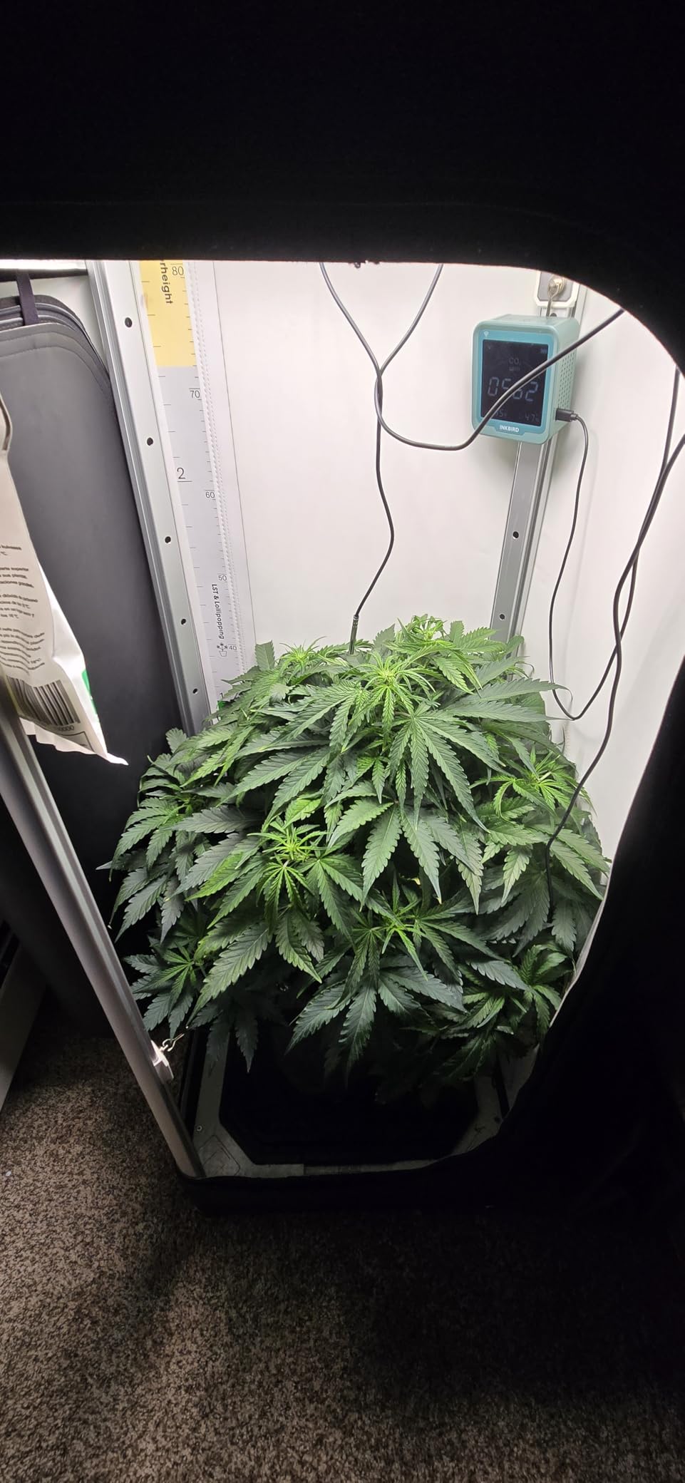 VGrow All-in-One Smart Grow Box, Professional System with Samsung LM301H EVO Grow Light, Advanced Circulation & Ventilation System, Irrigation, Nutrient, Magnetic Window for Indoor Hydroponics customer photo 2