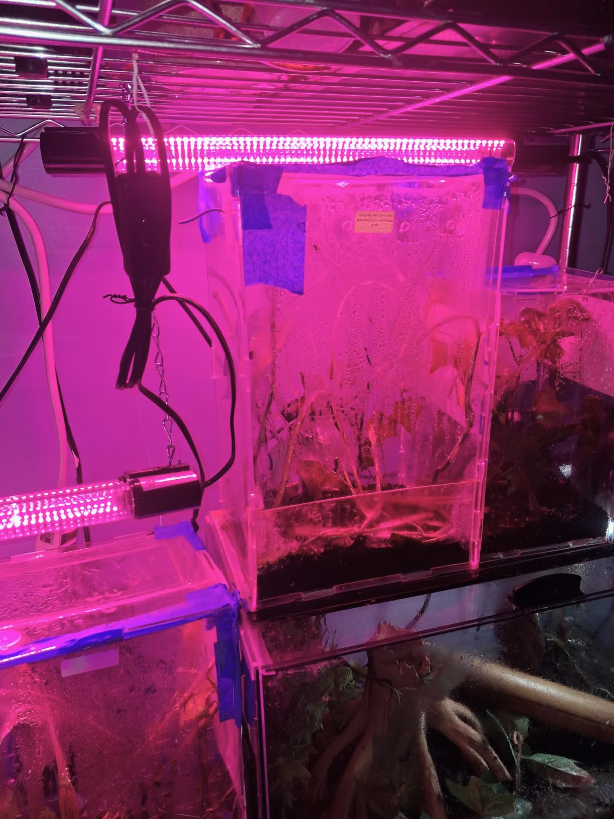 Hlite 16inch LED Grow Lights - Linkable Grow Lights for Indoor Plants, Full Spectrum Plant Lights Plug and Hanging Design with On/Off Switch, Hanging Grow Light from Seedling to Flowering, 4-Pack customer photo 1