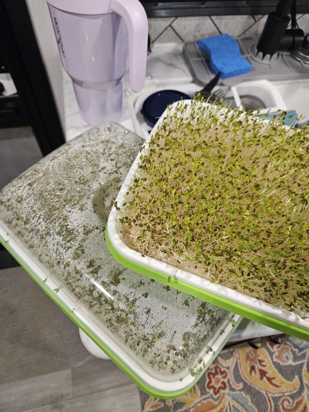 12 Pack Green Seed Sprouter Trays with Lid, Soil-Free Cultivation Germination Tray, Fodder Sprouting Trays Nursery Tray with Planting Paper for Indoors Outdoors customer photo 1