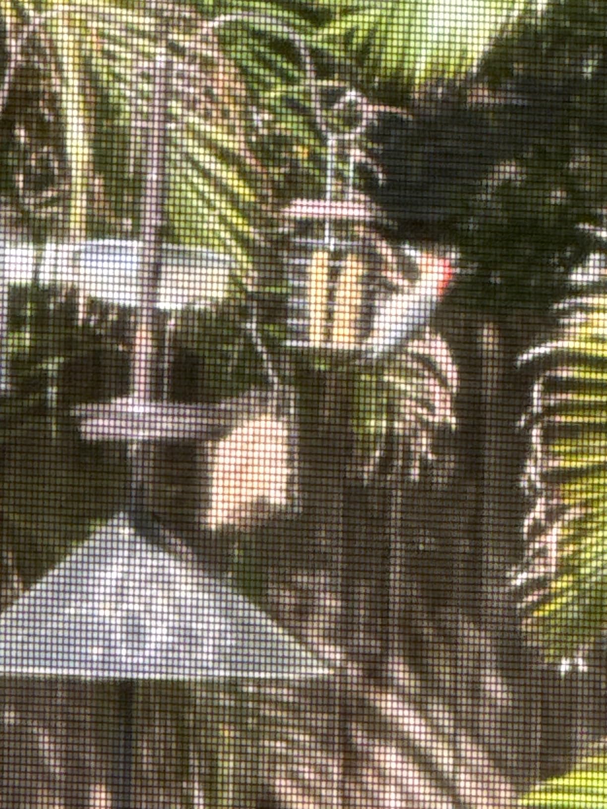 iBorn Double Suet Feeder for Outside Hanging, Weatherproof Suet Feeders with Taller Grid for Woodpecker customer photo 1