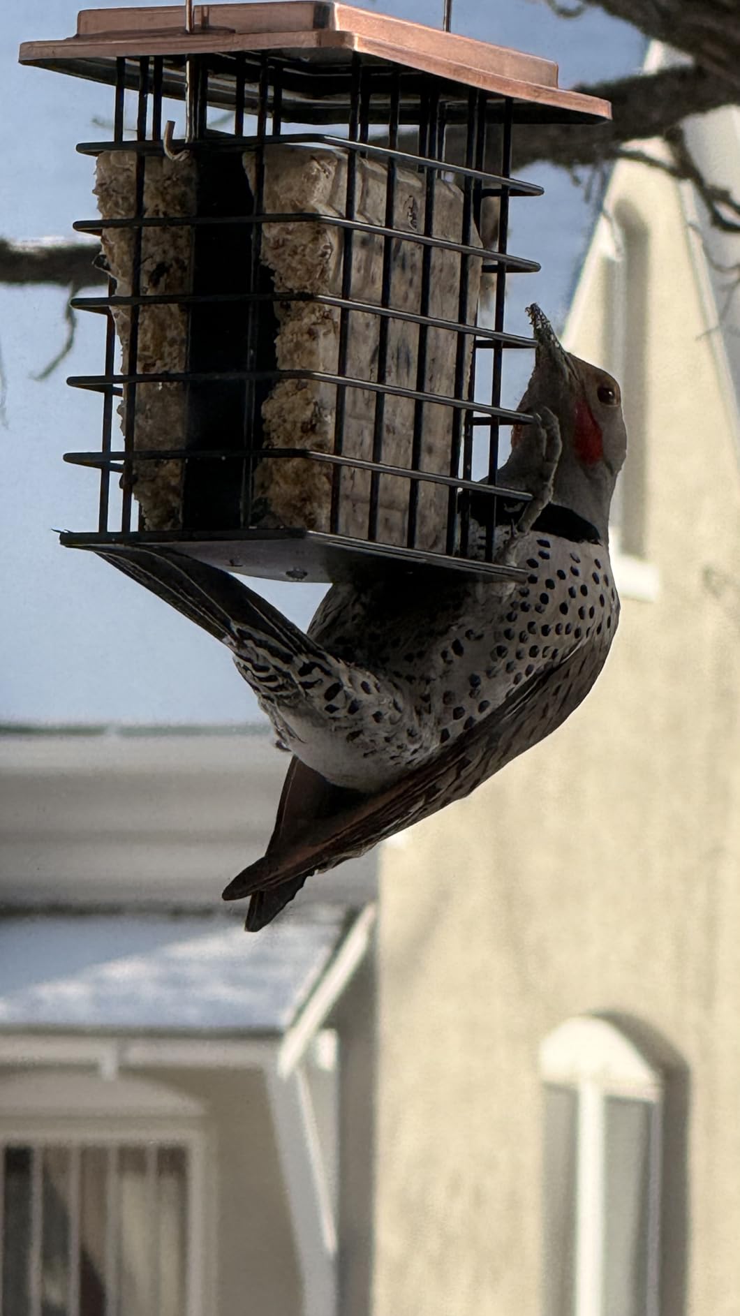 iBorn Double Suet Feeder for Outside Hanging, Weatherproof Suet Feeders with Taller Grid for Woodpecker customer photo 2