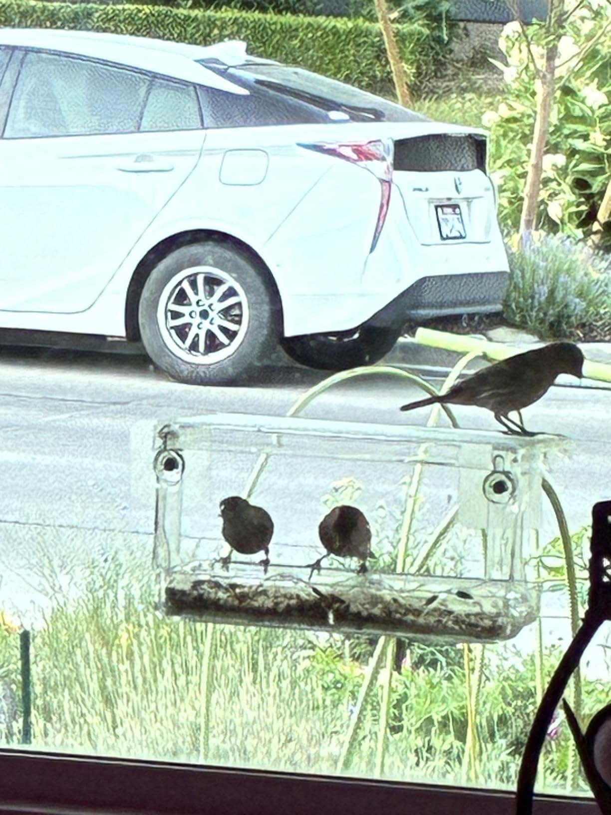SUNALLY Window Bird Feeder Outdoors, Clear Bird Feeders for Wild Watching | Transparent Feeders with Strong Suction Cups, Outside Hummingbird, Bird Watching for Garden, Yard, Elderly Kids, Cats Viewing customer photo 2