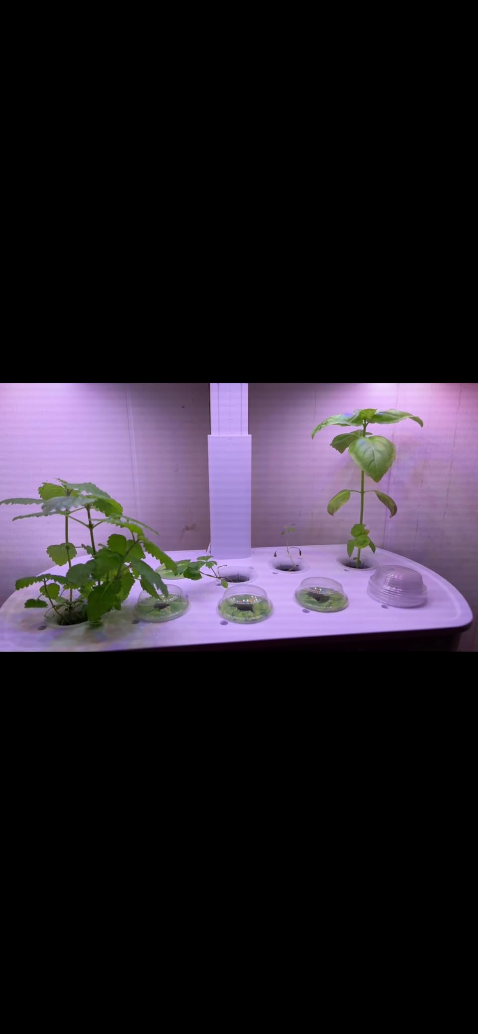 LetPot LPH-Air Hydroponics Growing System Kits, APP & WiFi Controlled Smart Indoor Garden with Adjustable 24W Grow Light Full Spectrum, 10 Pods Planter customer photo 2