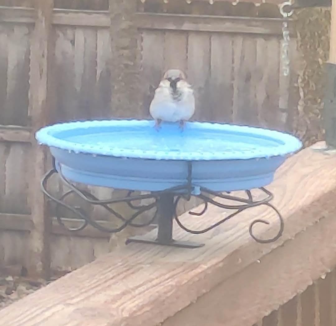 Lovppy Heated Bird Baths for Outdoors for Winter, 100W Heated Bird Bath Water Heater with Thermostatically Controlled, Heated Bird Bath for Deck Railing Outside Garden Patio Yard (Blue) customer photo 2