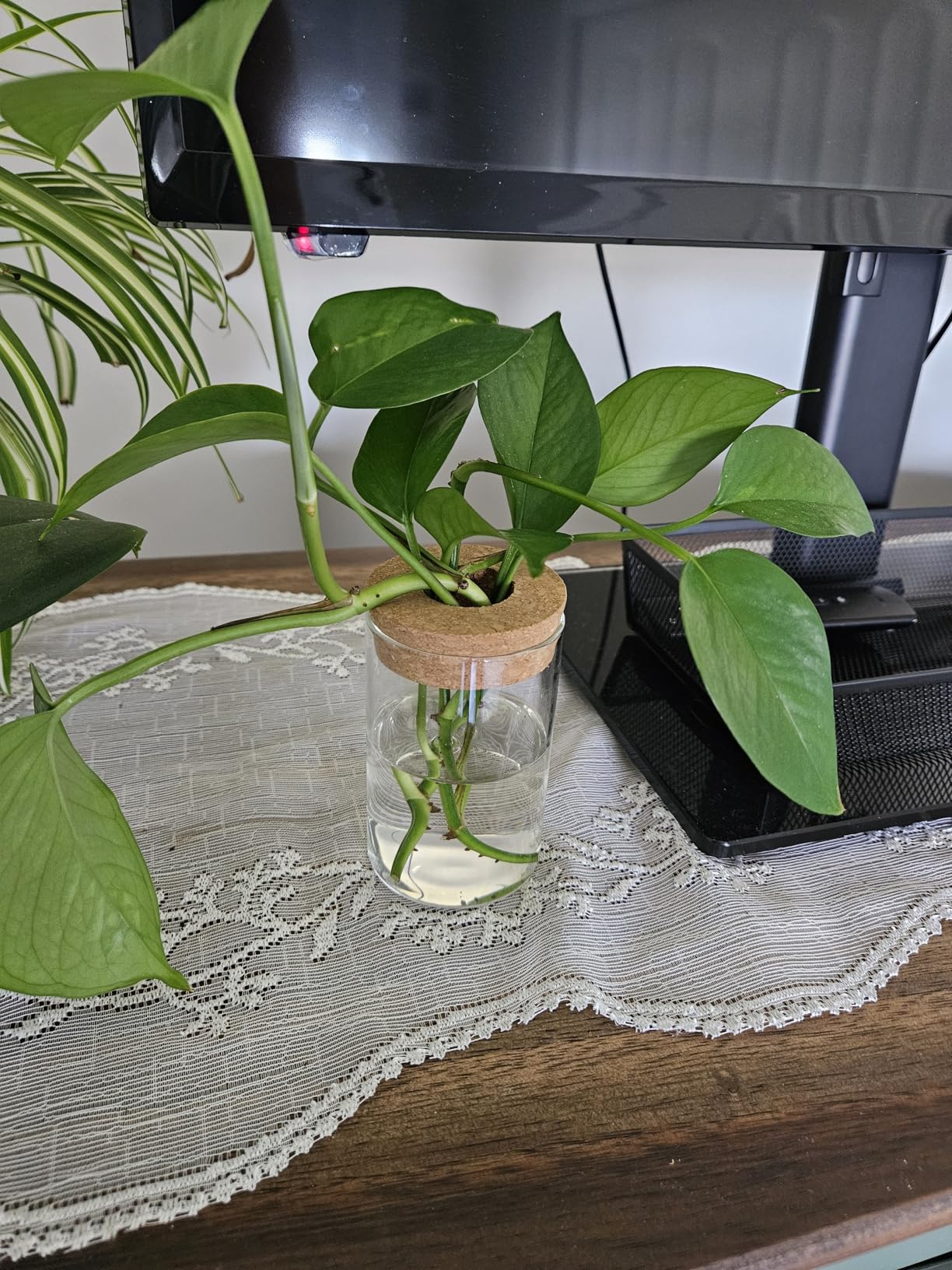 Glass Plant Propagation Stations for Plants - Set of 4(2 Large & 2 Small) Hydroponic Vases for Plant Cuttings,Flower Arrangements, Home & Office Decor-Desktop Vases for Living Room, Bedroom customer photo 1