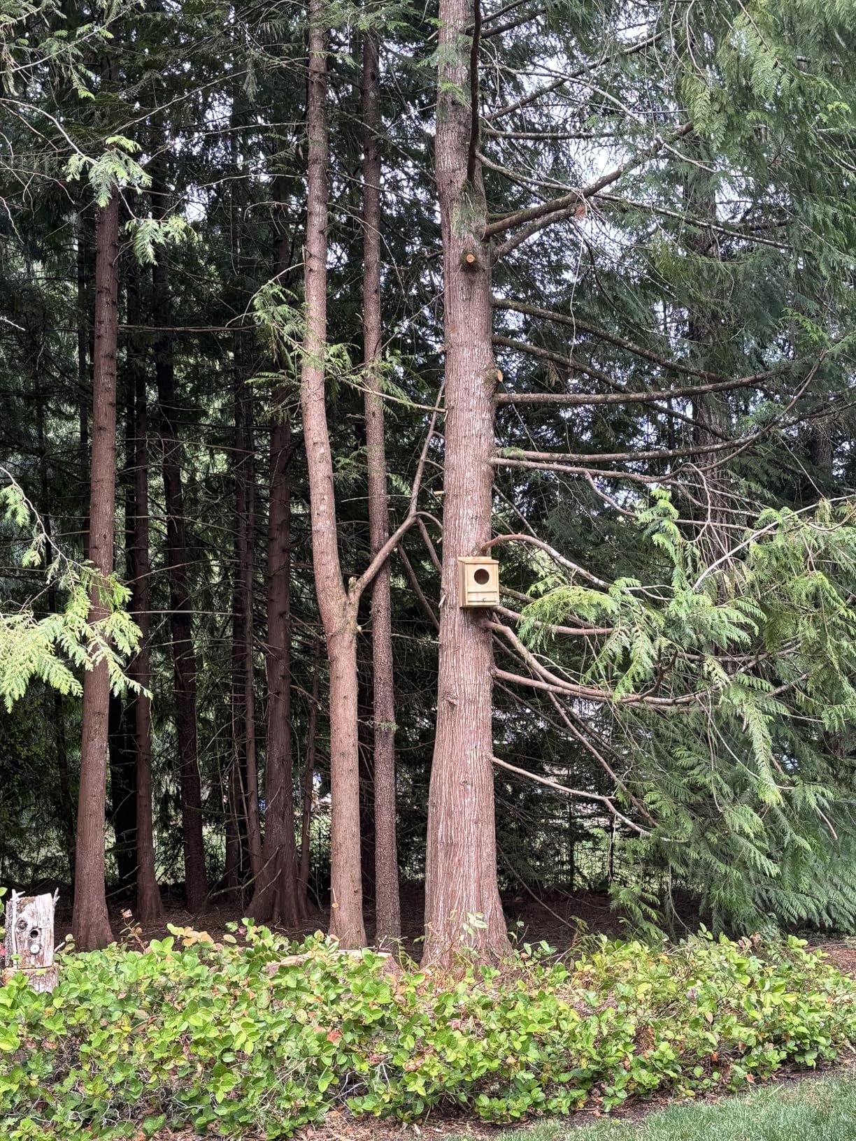 Large Barn Owl House, 15.8 * 10.6 * 8.7IN Owl Nesting Box for Outside | Wooden Nest House, Large Handmade Bird Houses for Outside, Suitable for Wildlife Barn, Eastern Screech, Great Horned customer photo 1