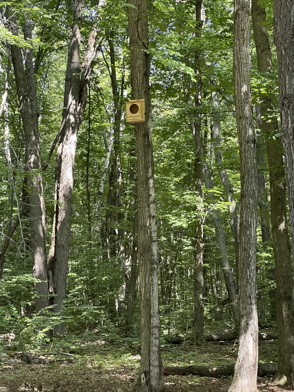 Barn Owl House, Owl Nesting Box for Outside, Wooden Screech Owls Nesting Box | Large Caliber Round Hollow Outdoor Bird's Boxes, Suitable for Wildlife Screech, Barred, Great Horned, Barn Owls customer photo 2