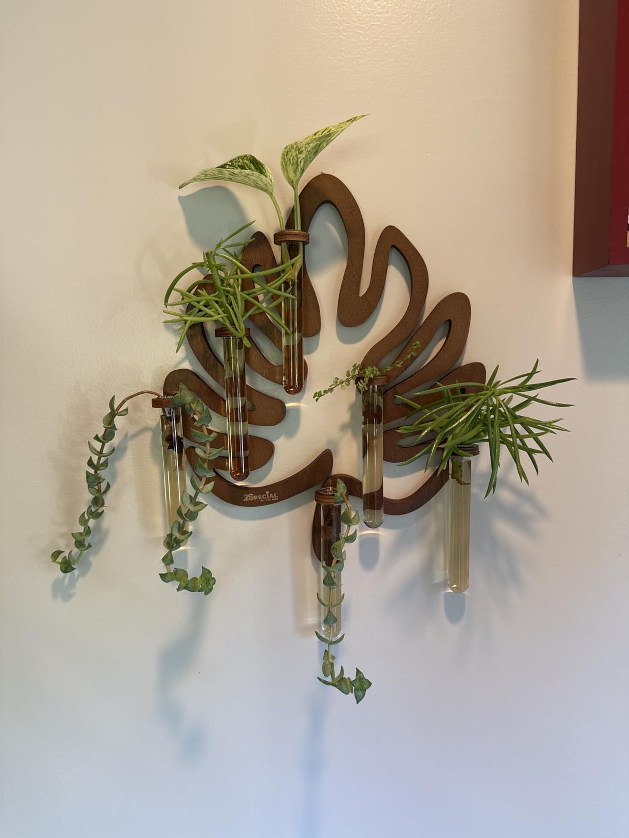 Leaf Shaped Hanging Wall Planter Terrarium for Plants with 6 Strengthened Glass Vases & 1 Spare, Wooden Plant Propagation Station for Indoor Cuttings, Hanging Propagation Stations Decor (15 in) customer photo 1