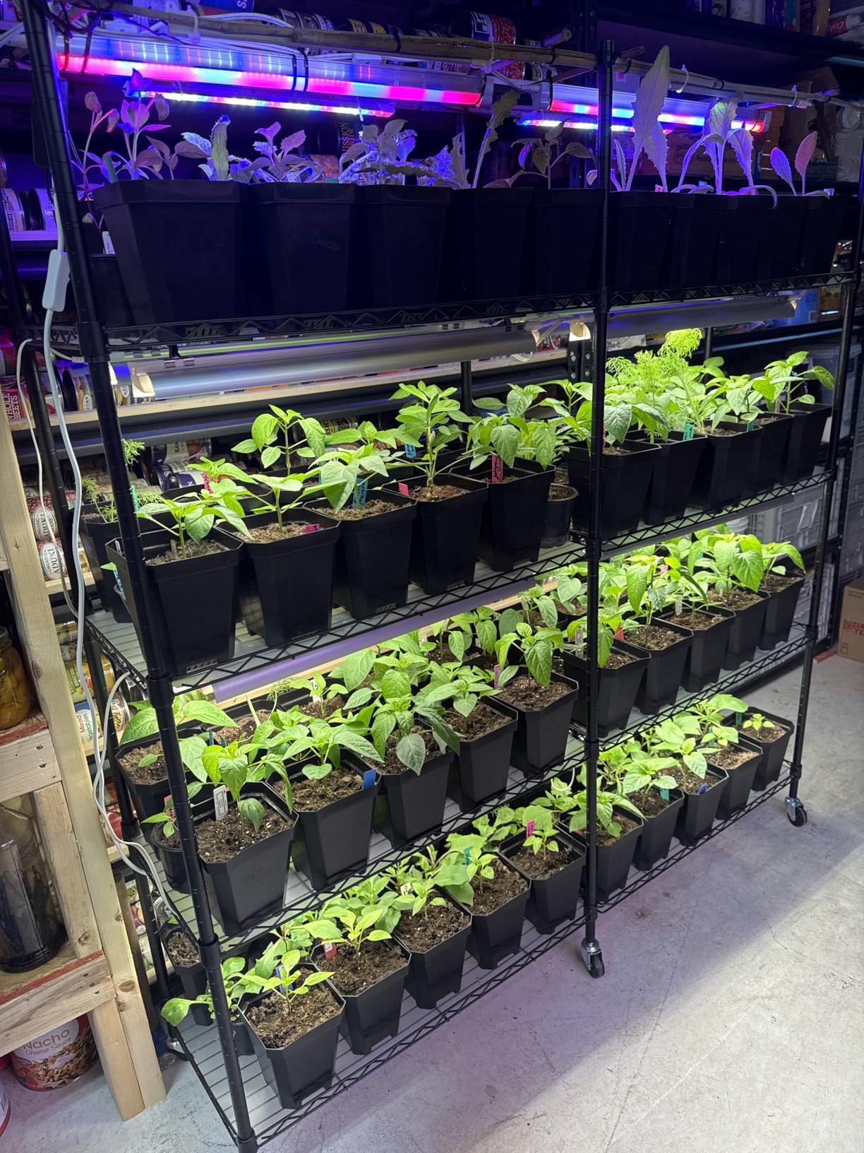 Bstrip Indoor Greenhouse with Grow Light, Large Plant Shelf with 8 Pack T8 Full Spectrum Plant Lights and Cover, mini Greenhouse for Indoor Plant, Seed Starting (58