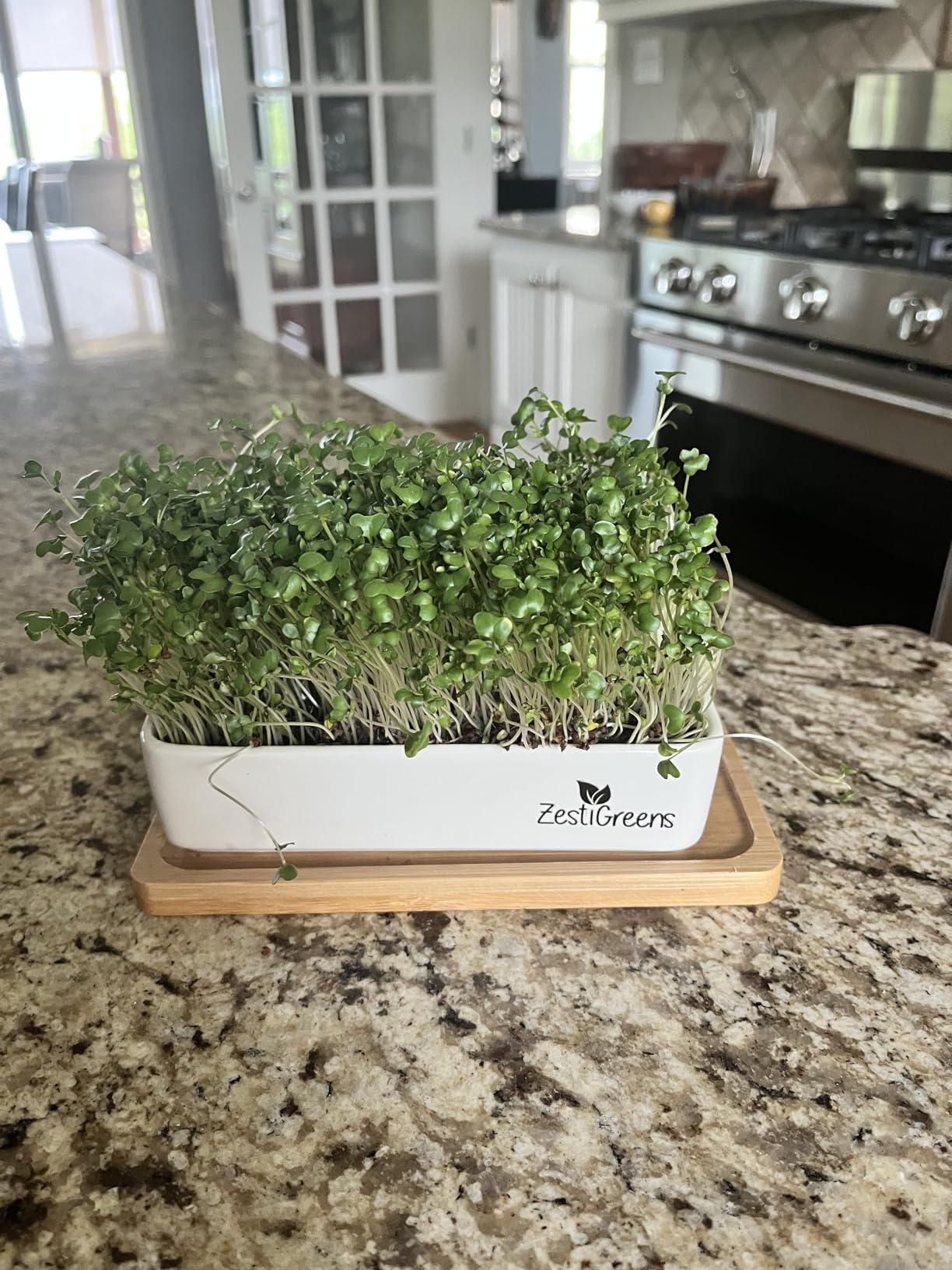 ZESTIGREENS Ceramic Microgreens Growing Kit to Grow 3 Crops Including Organic USDA Sunflower, Melon & Mixed Microgreens Seeds customer photo 1