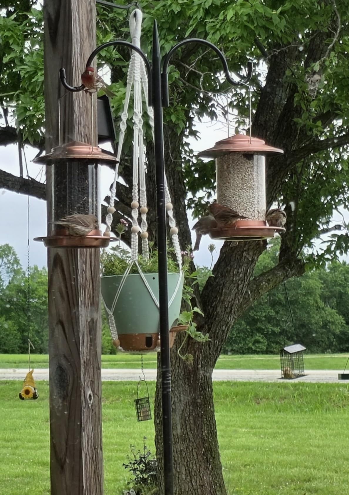 Bird feeders for Outdoors Metal Chew Resistant Brushed Copper, 1PK | Metal Roof, Metal Tray, Fixed Hanger, Flip-Top Fill, 3 Perches, Easy-Clean, 1.32lb customer photo 2