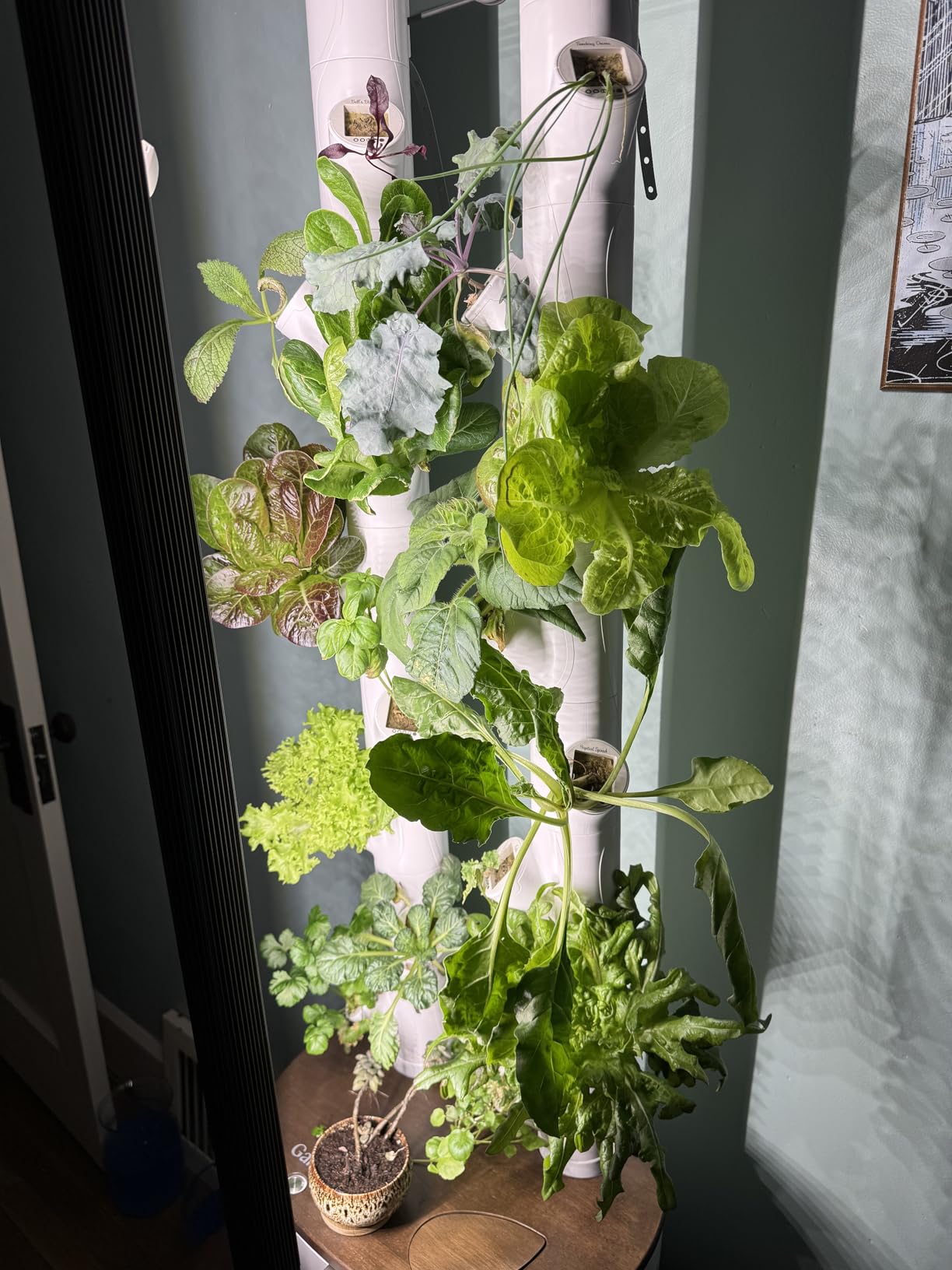 New & Improved! Gardyn Studio 2 Hydroponics Growing System - 16 Non-GMO Plants, Herbs, Vegetables - Smart Tower - Hydroponic Herb Garden Planter Indoor Kit with Grow Lights customer photo 2