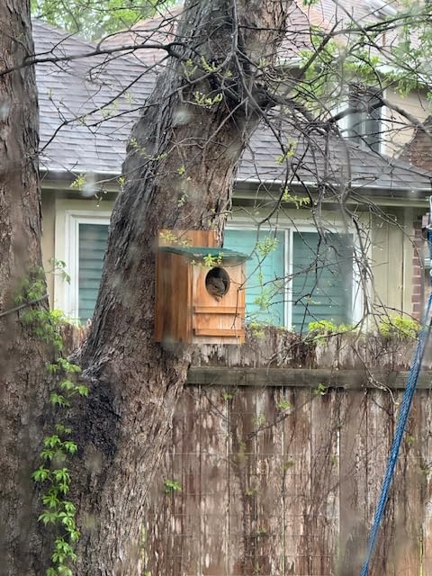 Barred Owl House, 25