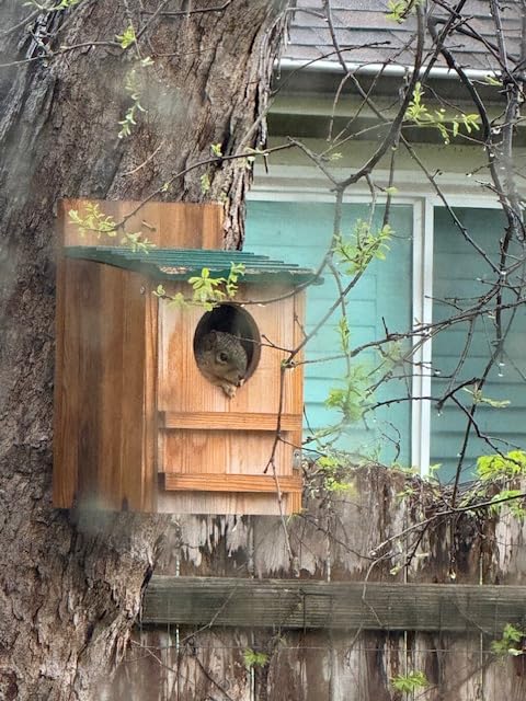 Barred Owl House, 25