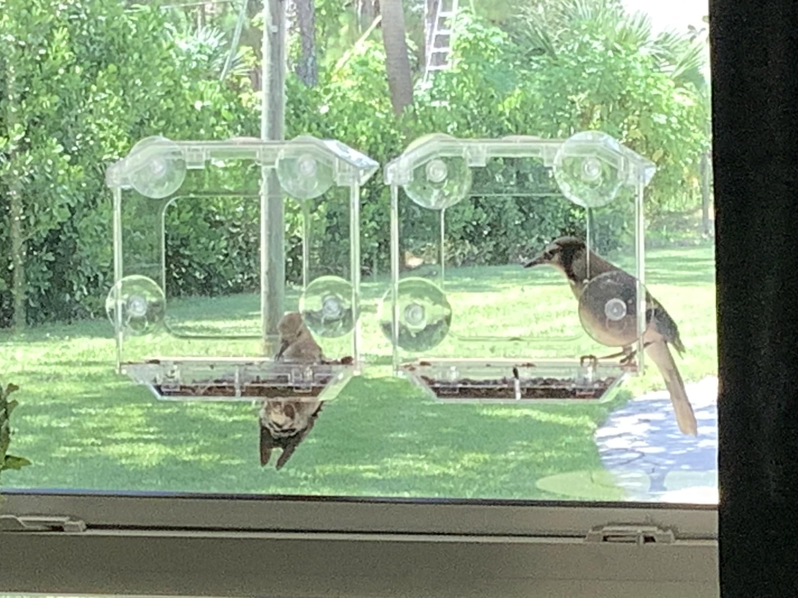 Window Bird Feeder with 4 Extra Strong Suction Cups (2.5 Inch) | Clear Bird Feeder with Dual Seed Tray, Easy to Install and Clean, Birdfeeder for Close-Up Viewing Birds, Bird Watching Gift customer photo 1