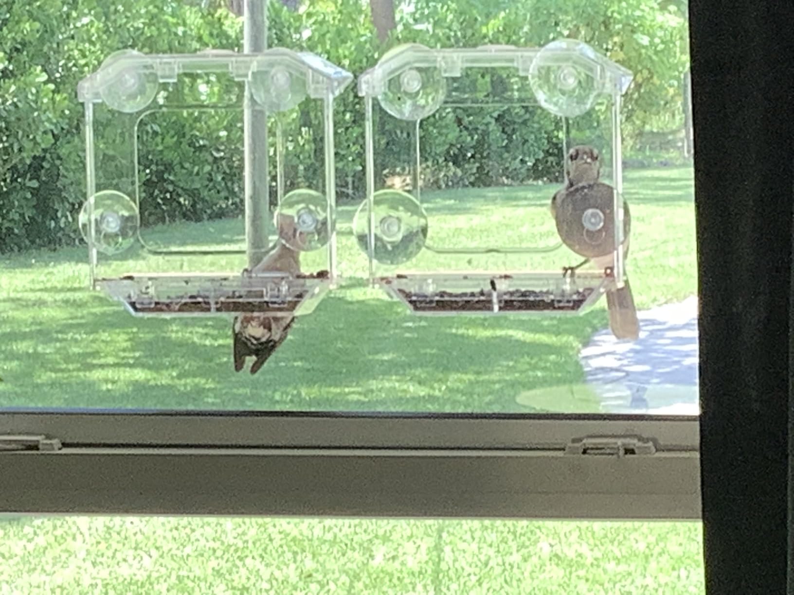 Window Bird Feeder with 4 Extra Strong Suction Cups (2.5 Inch) | Clear Bird Feeder with Dual Seed Tray, Easy to Install and Clean, Birdfeeder for Close-Up Viewing Birds, Bird Watching Gift customer photo 2