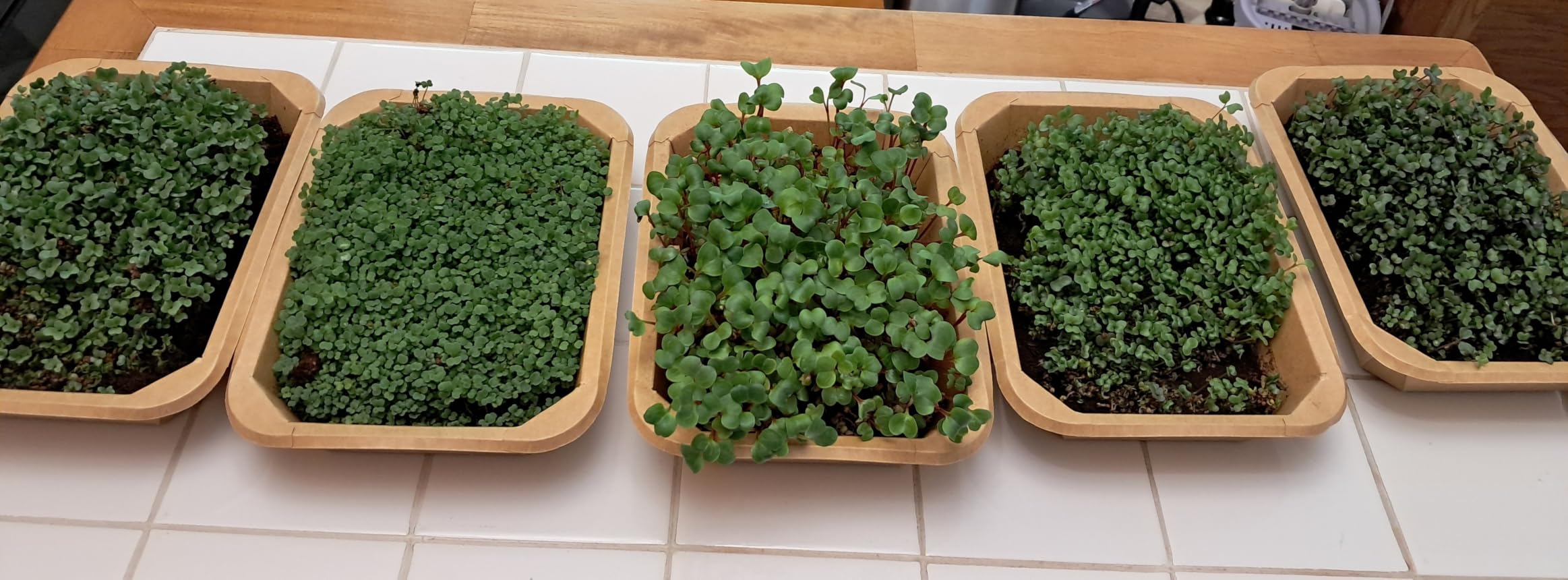 Microgreens Growing Kit Indoor Garden - Complete Micro Greens Growing Kits with 5 Seed Packs - Grow Broccoli, Arugula, Kale, Cabbage, Radish with Waterproof Trays - Grow Microgreens Indoor for Health customer photo 2