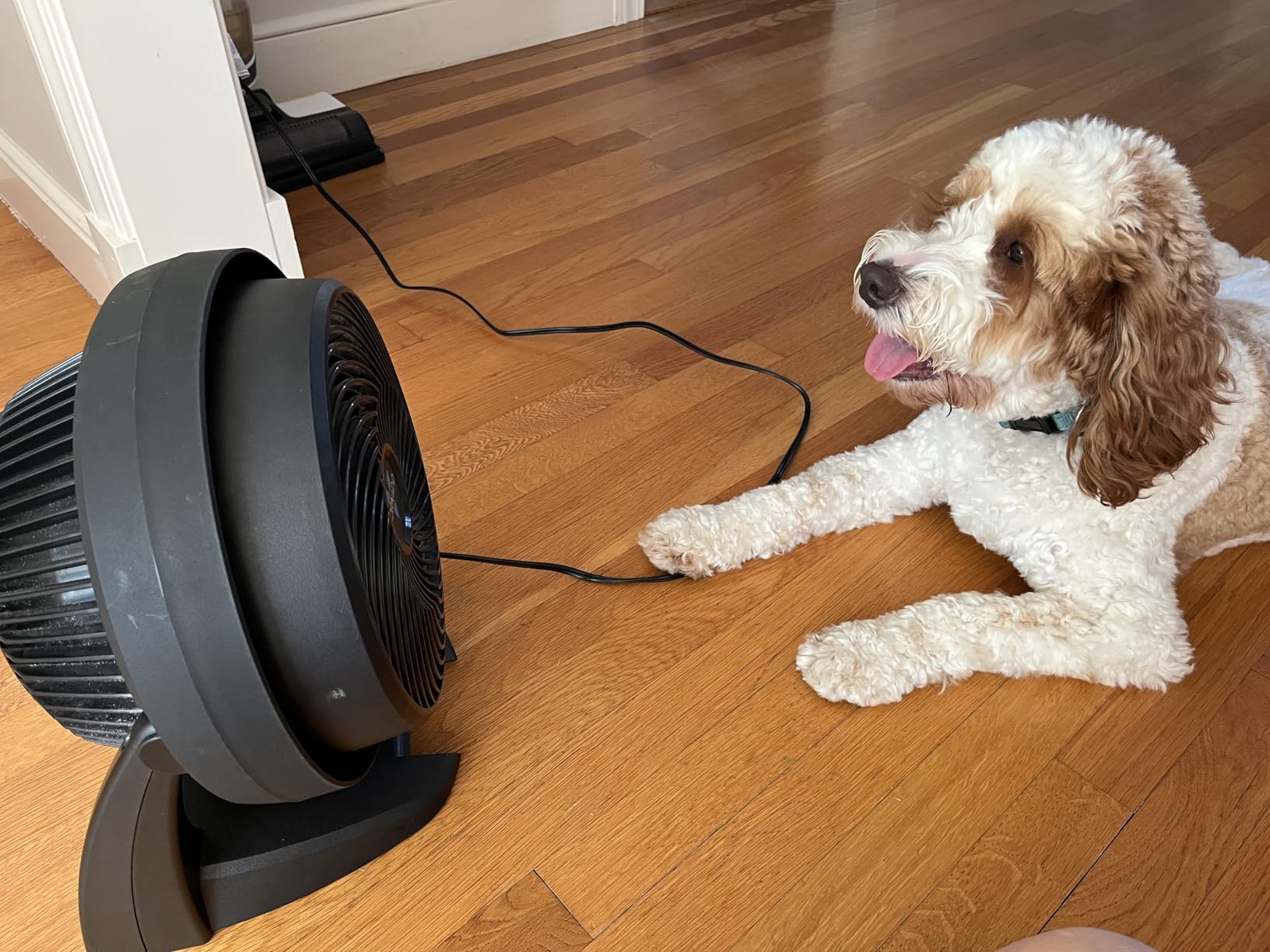 Vornado 630 Medium Air Circulator Fan, 3 Speed, Adjustable Tilt, Black | Whole Room Air Circulator, Floor Fan for Bedroom, Office, Home, 9 in, Quiet Cooling, Medium Electric Fan customer photo 1