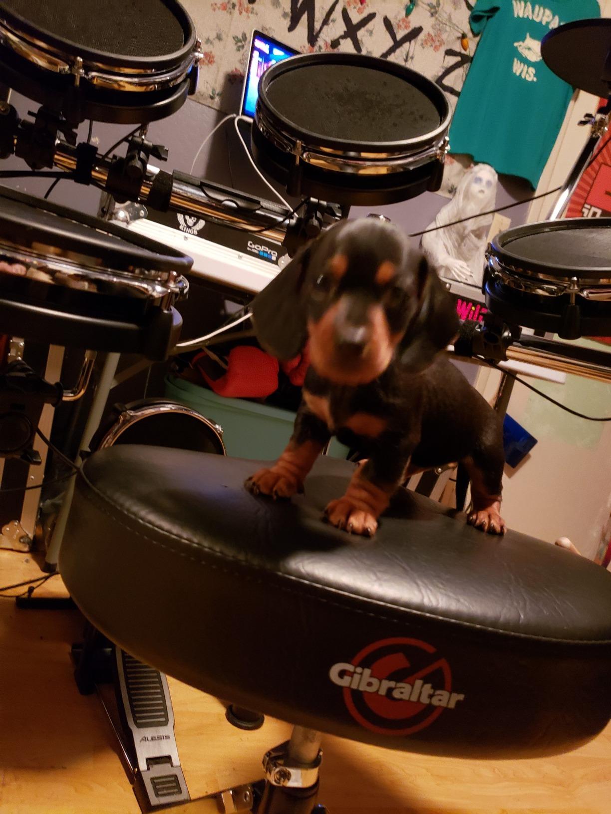 Gibraltar Drum Throne with Adjustable Height Motorcycle-Style Seat, Double-Braced Legs, Sturdy Drum Stool for Drummers, Comfortable Cushion for Practice or Performance (6608) customer photo 1