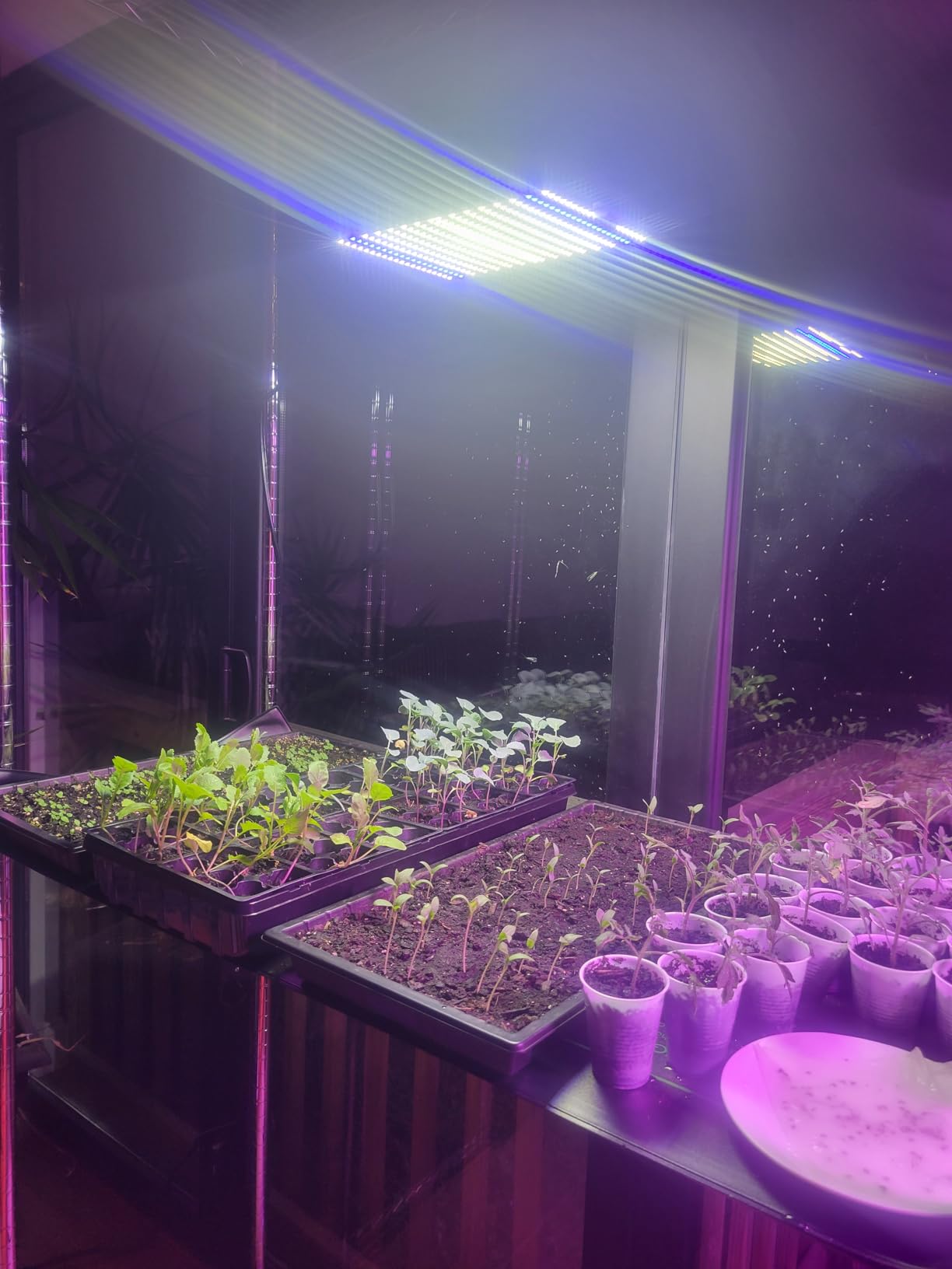 BESTVA DC1000 Grow Light for Indoor Plants, Full Spectrum LED Plant Light customer photo 2