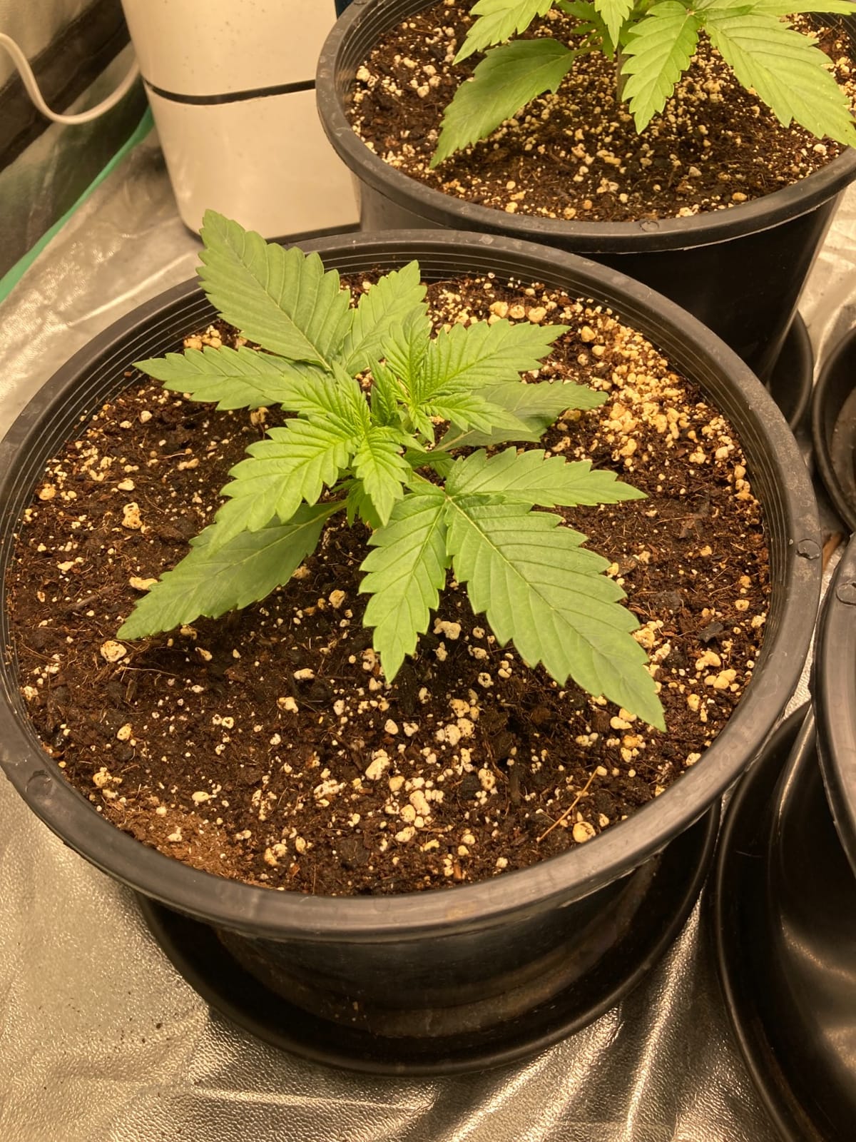 MARS HYDRO 300W TSL2000 Led Grow Lights for Indoor Plants customer photo 1