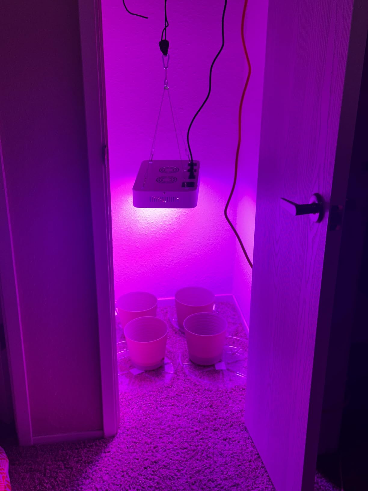 KOSCHEAL KS2000 230W LED Grow Light, 2.8 µmol/J Full Spectrum customer photo 2